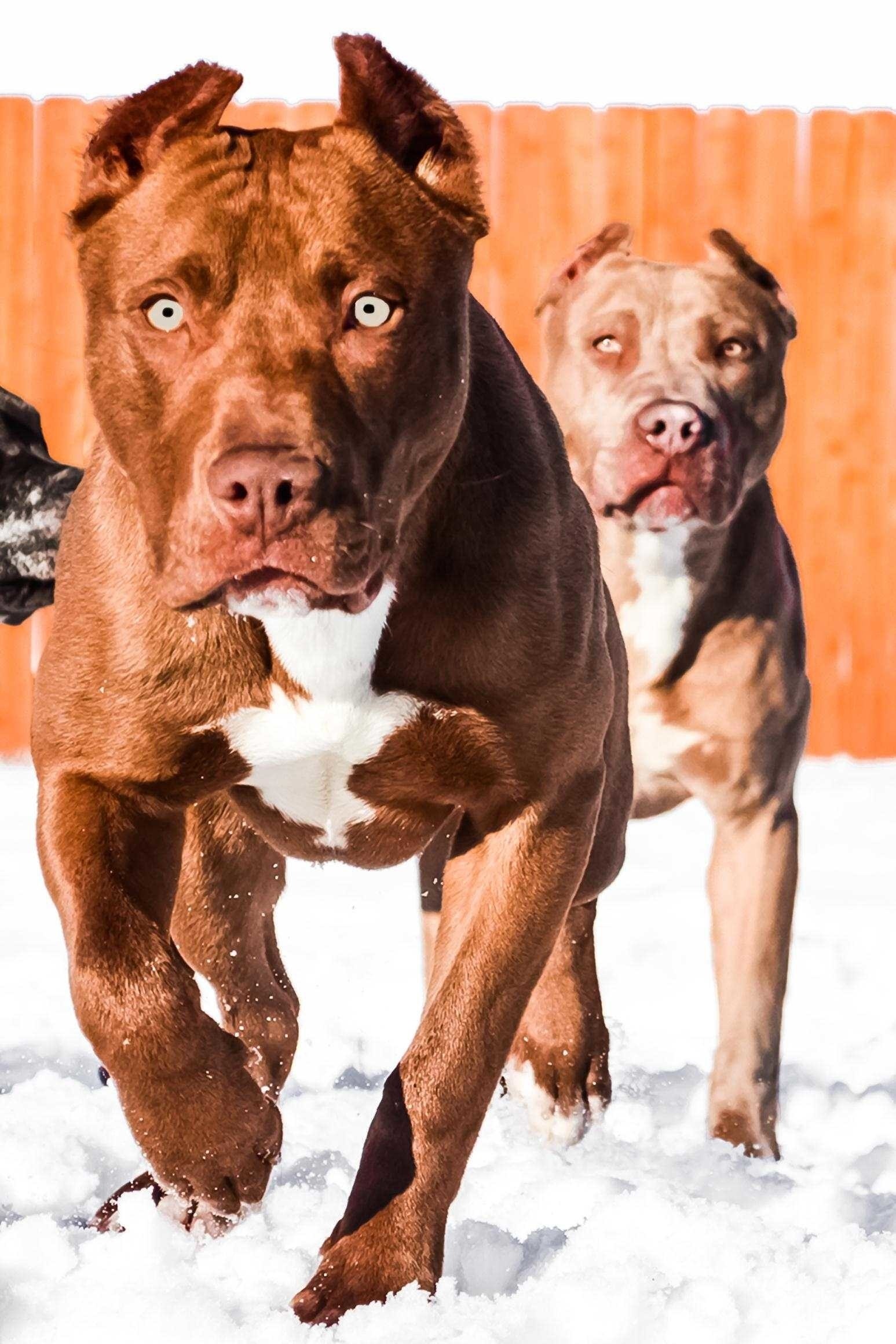 1547x2319 Title : red nose pitbull wallpaper (34+ images) Dimension : 1547 x 2319.  File Type : JPG/JPEG