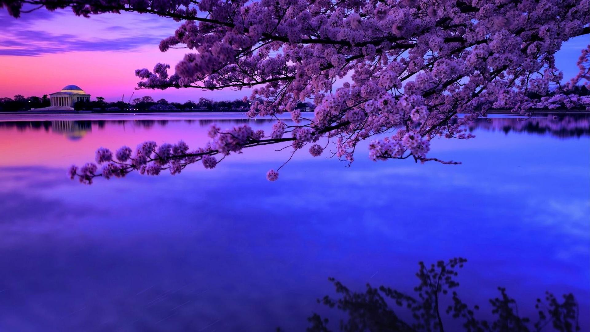 1920x1080 Cherry Blossom Over The Tidal Basin In Dc HD Desktop Background