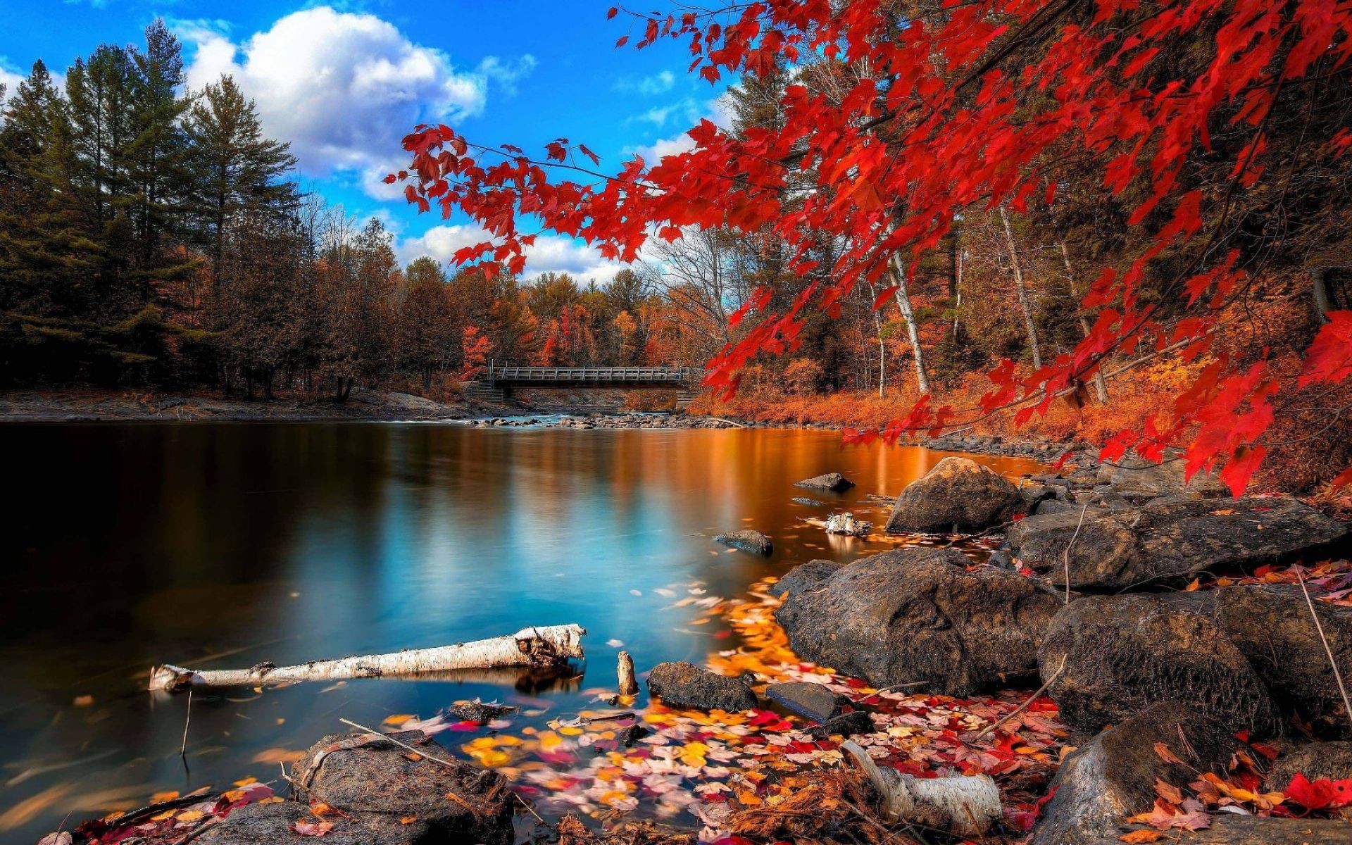1920x1200 Red Maple Tree And The Lake | HD Nature Wallpaper Free Download ...