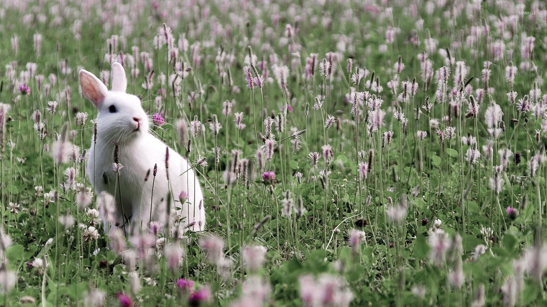 1920x1080 White bunny on the field wallpaper