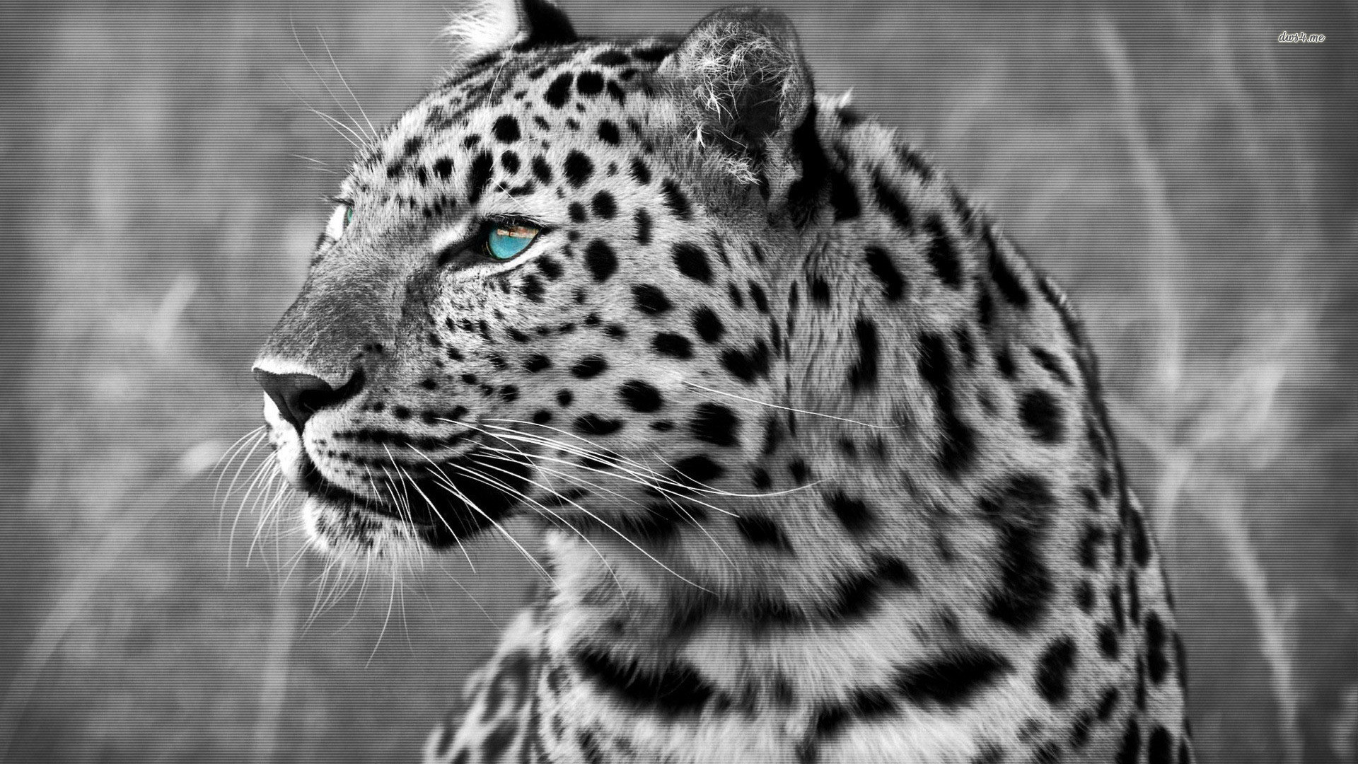 1920x1080 Snow Leopard Wallpaper Android Apps on Google Play 1280Ã720 Snow Leopard  Wallpaper (43