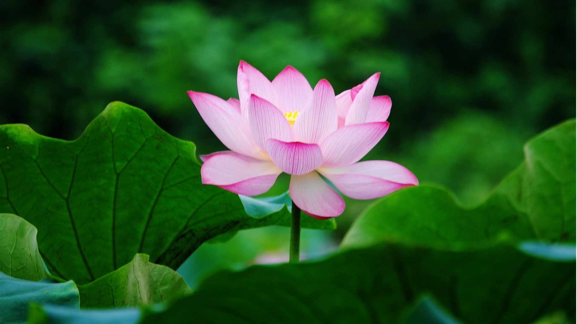 1920x1080 Lotus Flowers Wallpapers HD Pictures One HD Wallpaper Pictures