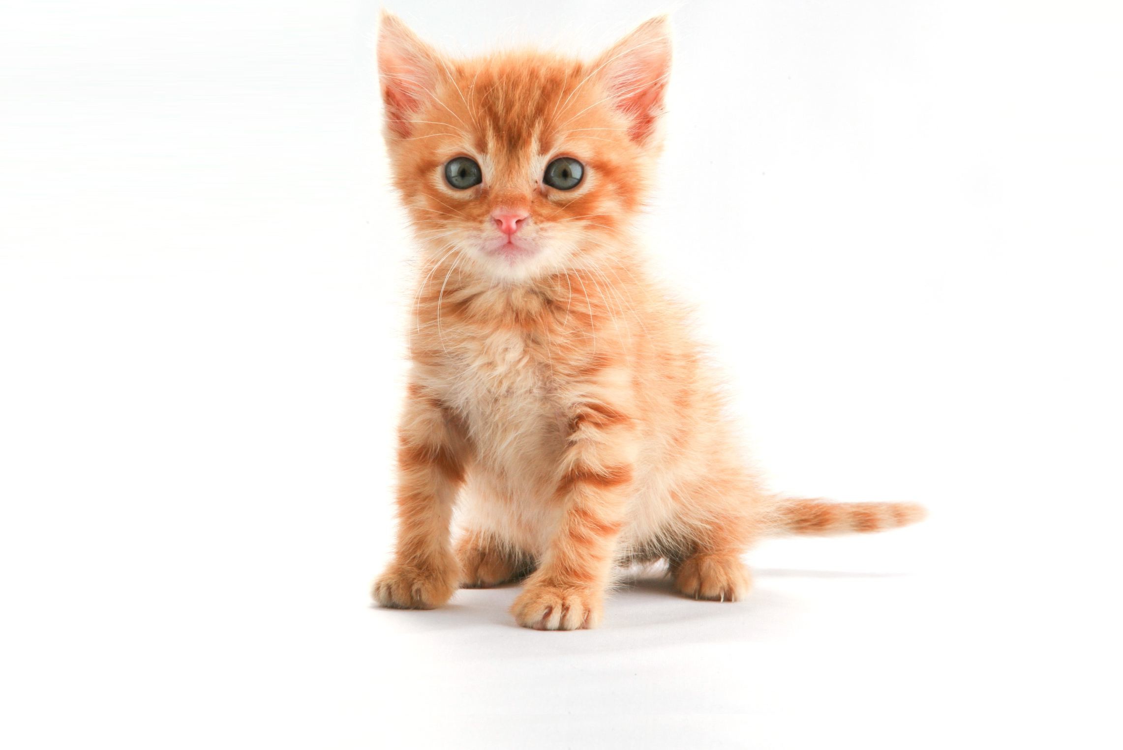 2283x1526 The Little Orange Kitten wallpaper - Animal Backgrounds