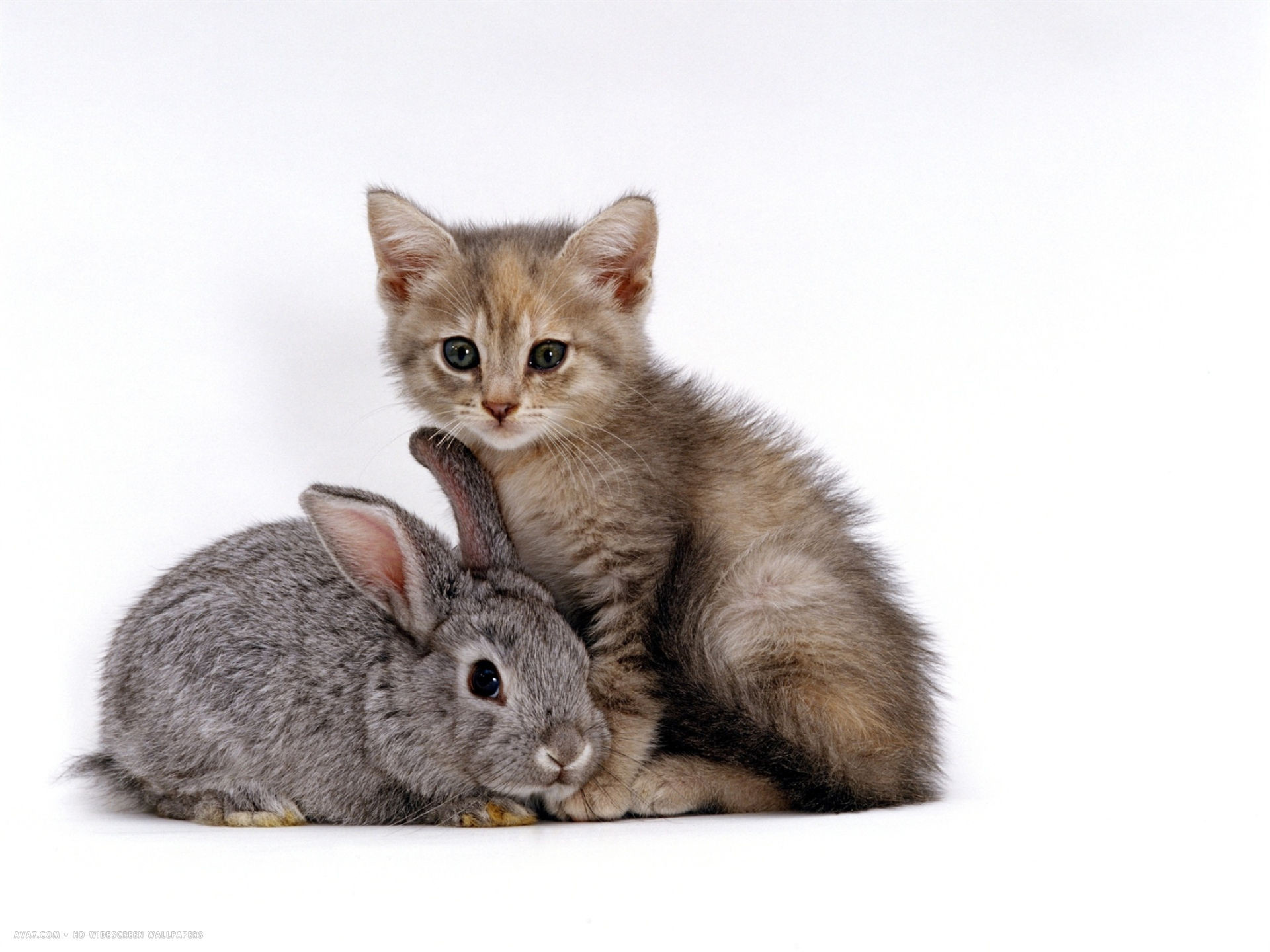 1920x1440 silver tortoiseshell kitten with silver dwarf lop eared rabbit desktop  wallpaper