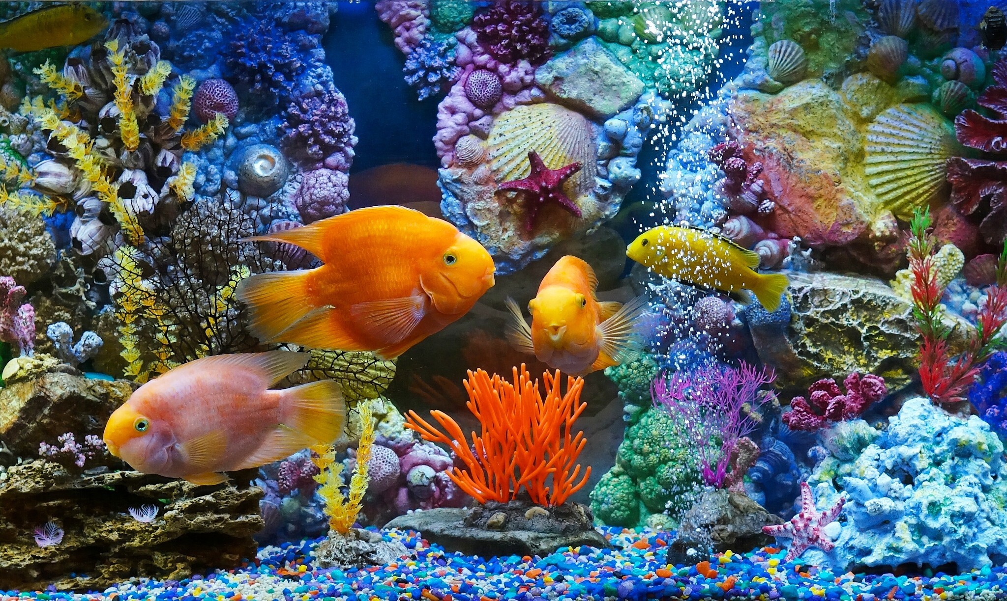 2048x1224 Aquarium, fish, corals wallpaper thumb