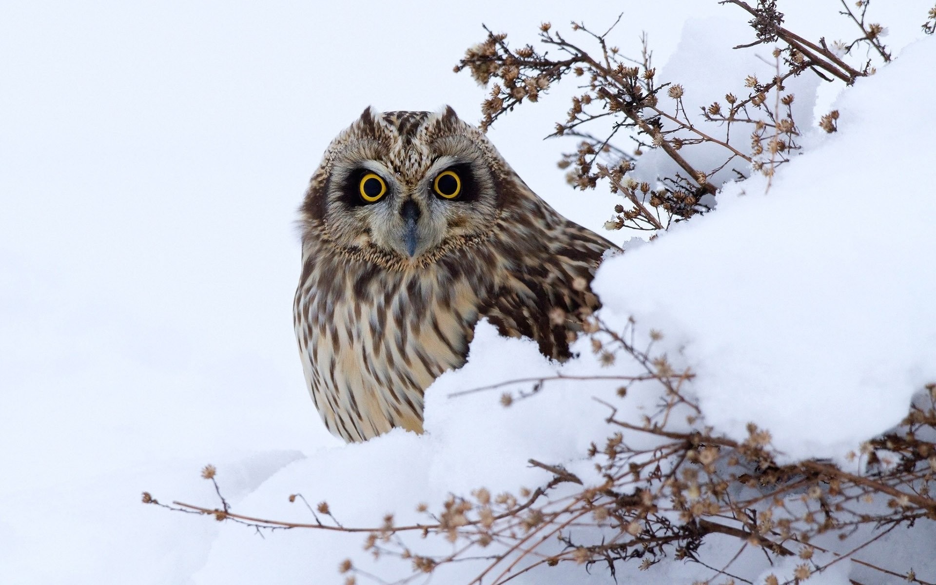 1920x1200 Owl In The Snow