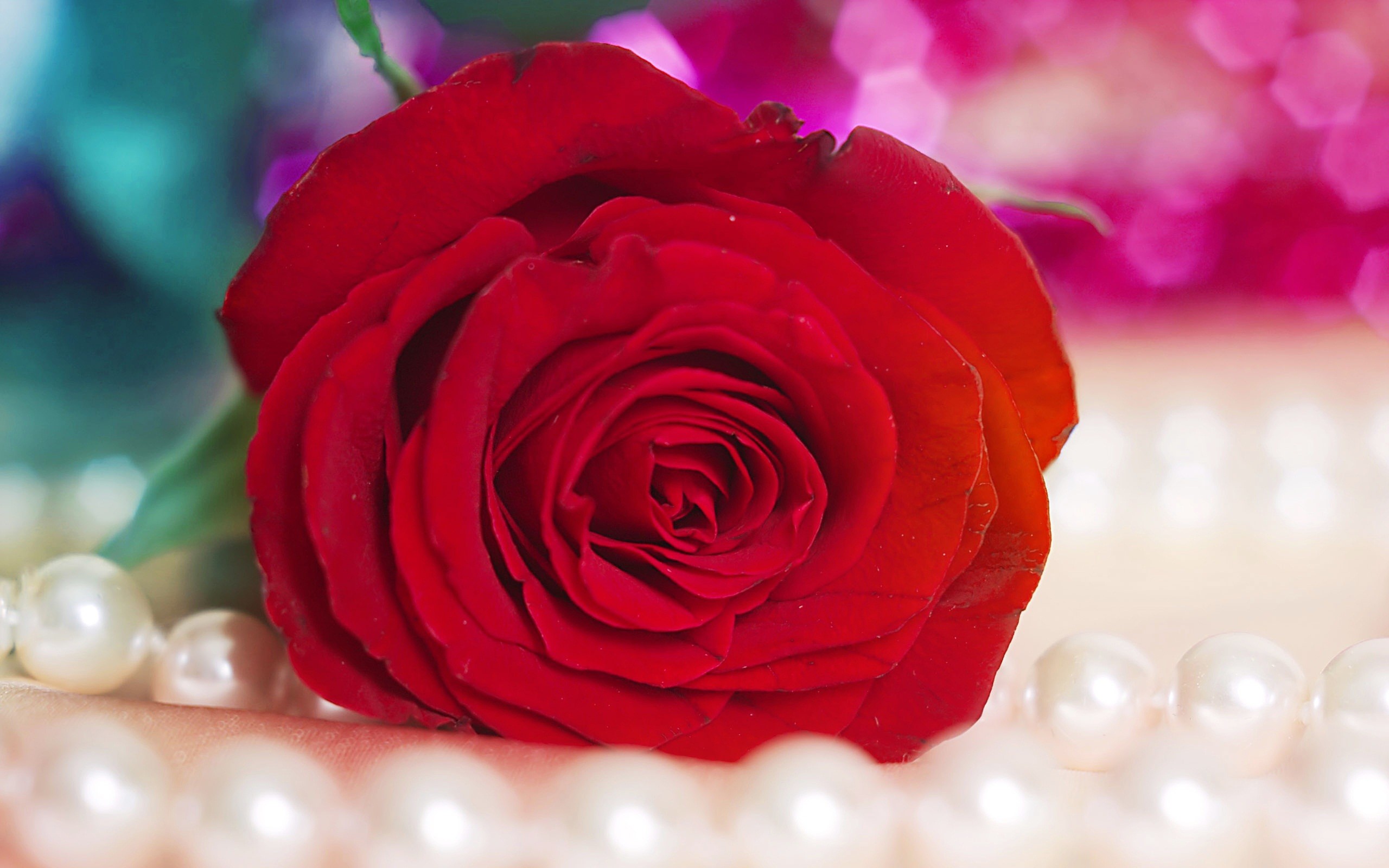 2560x1600 Most Beautiful Red Rose Flowers Wallpapers