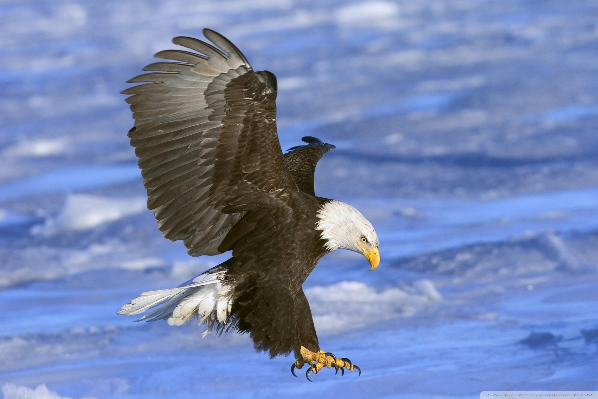 2000x1333 Bald Eagle in Flight Alaska