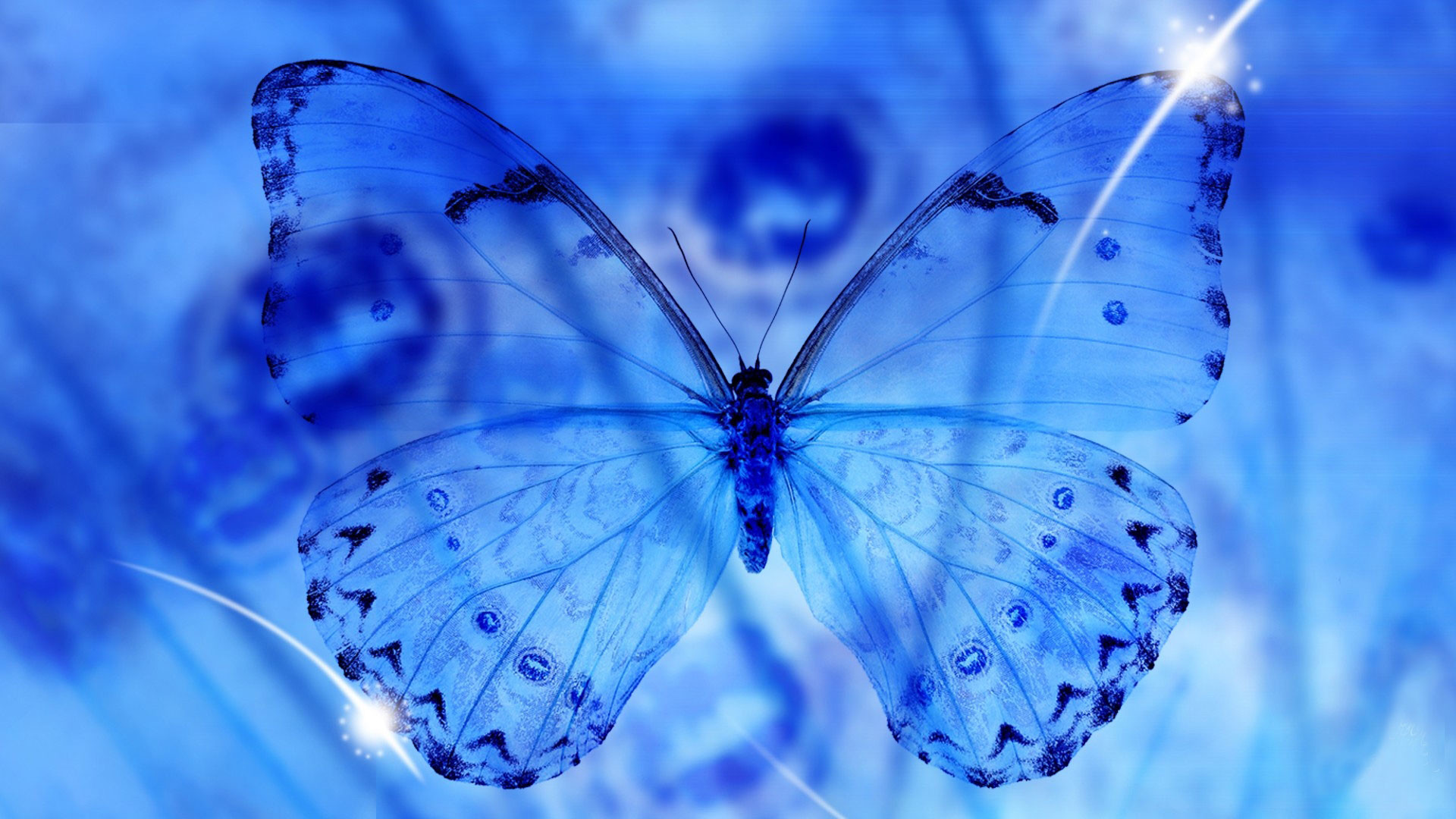 1920x1080 hd pics photos stunning blue butterfly transparent attractive hd quality desktop  background wallpaper
