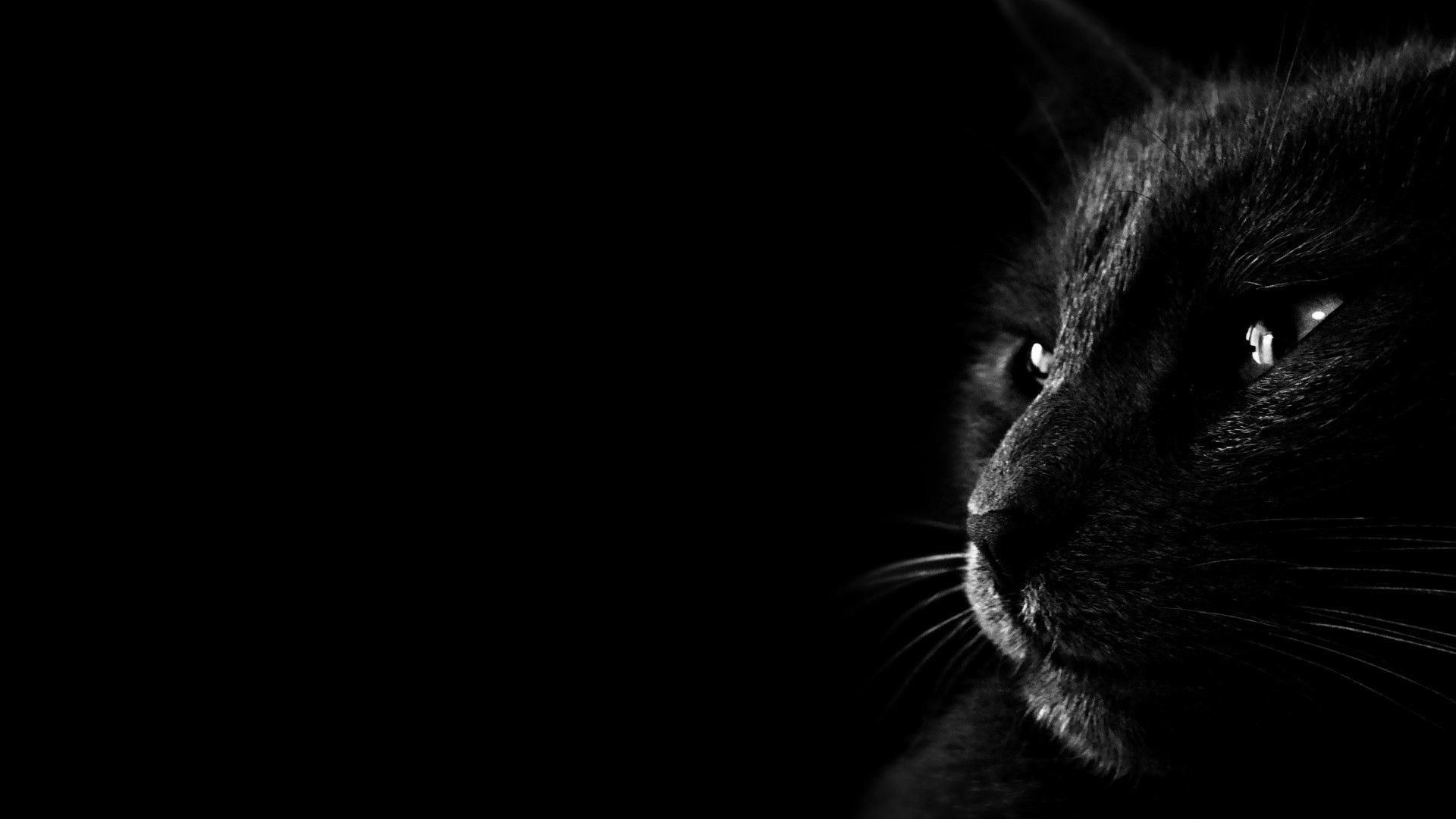 1920x1080 nice black cat photo hd