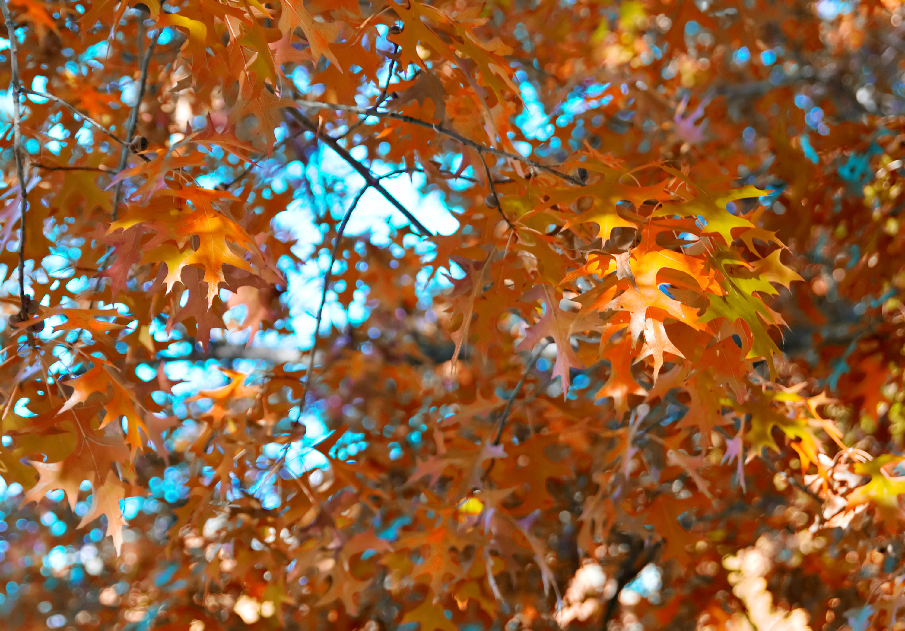 3000x2092 orange autumn or fall leaves background photo