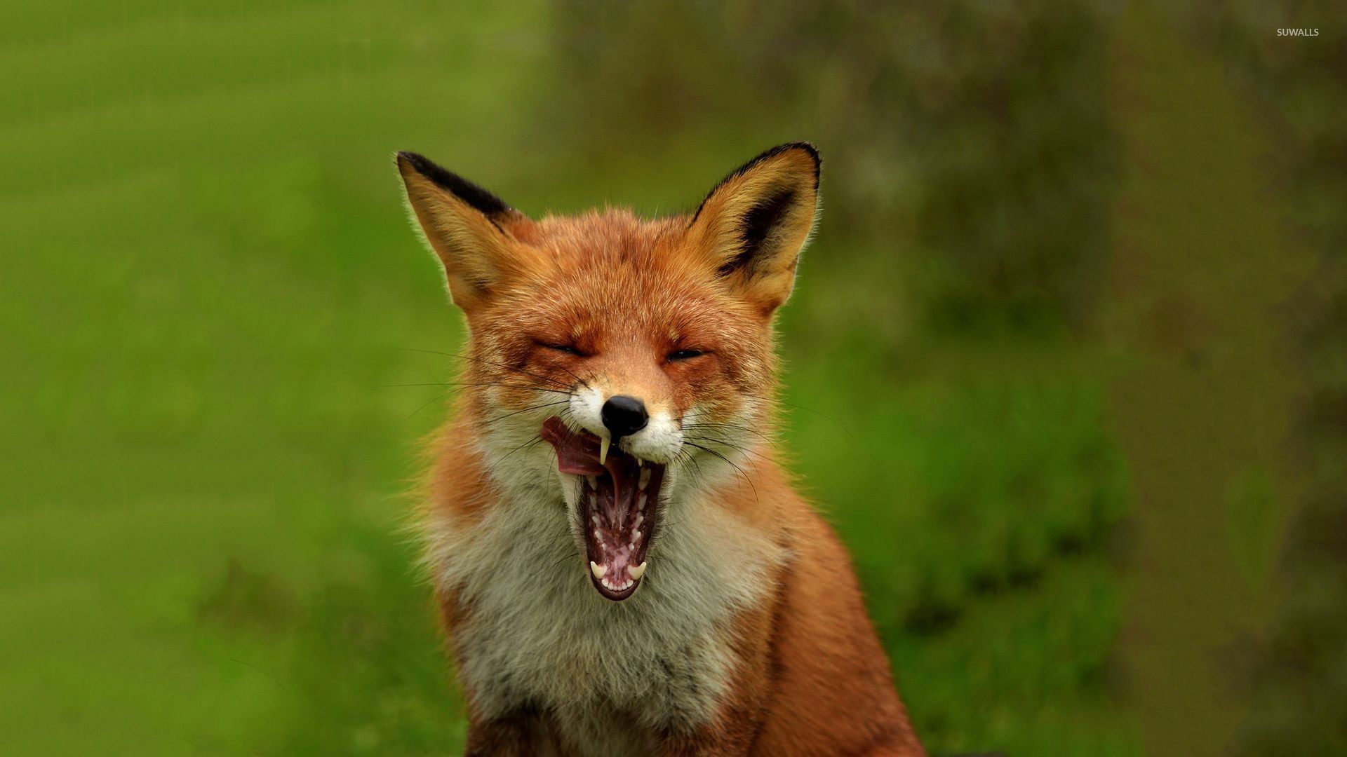 1920x1080 Yawning fox wallpaper