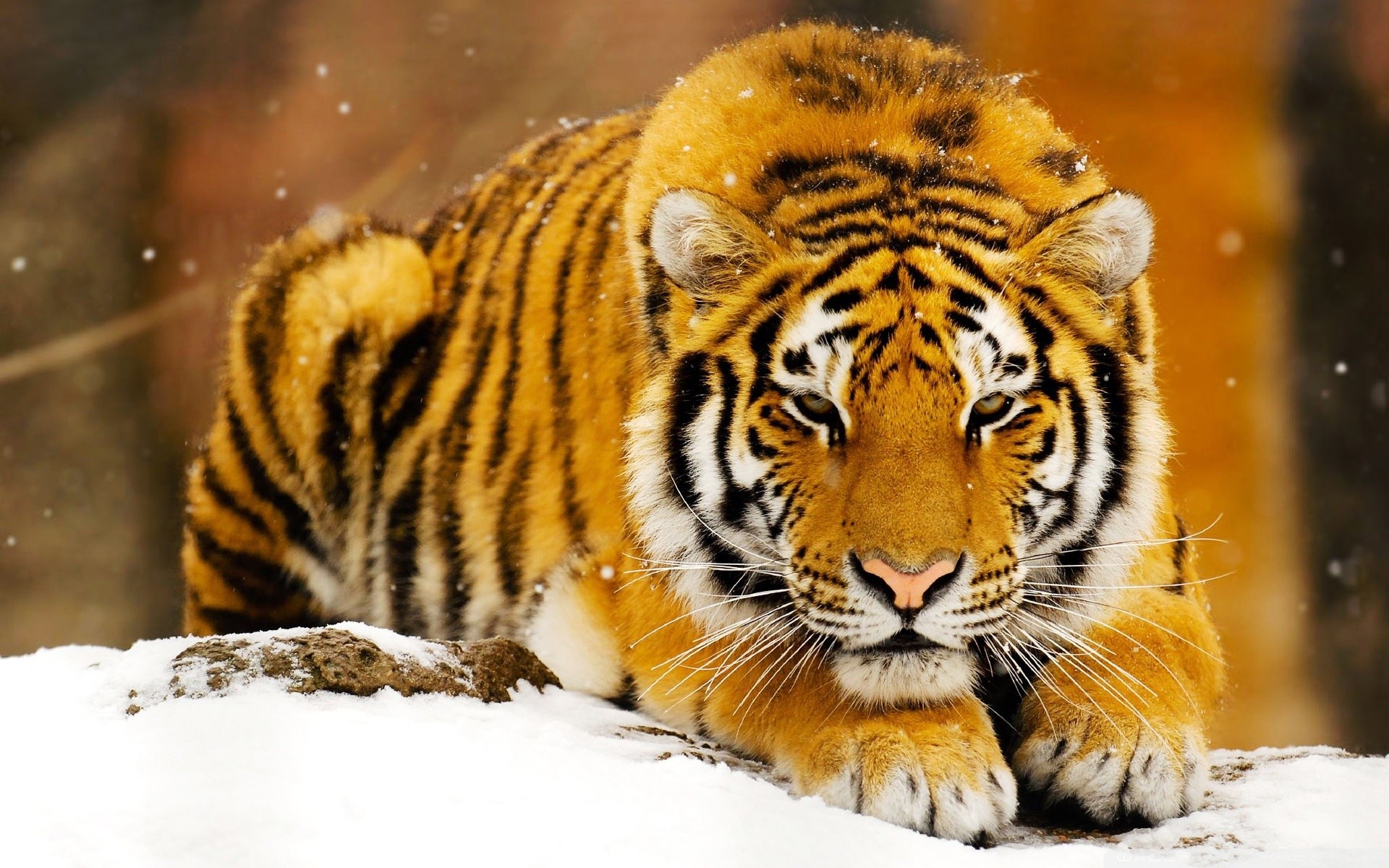 1920x1200 Tags: Siberian Tiger Snow