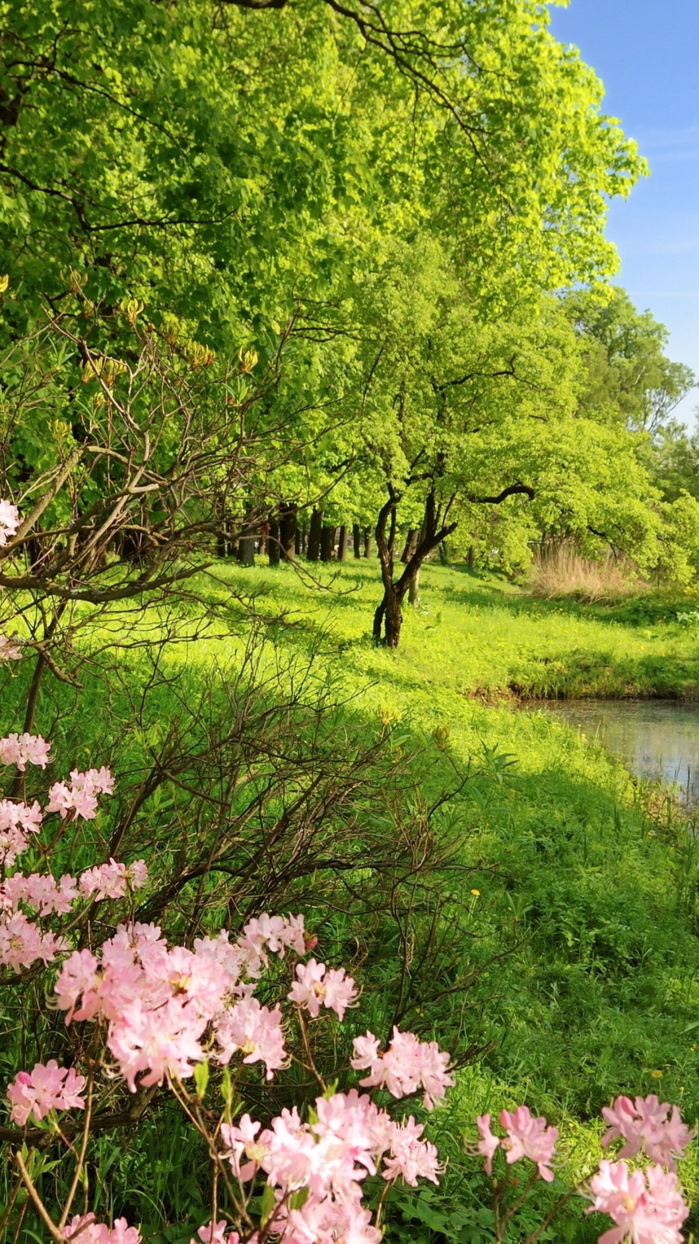 1440x2560 Preview wallpaper spring, branches, colors, wood, trees, pond, water,