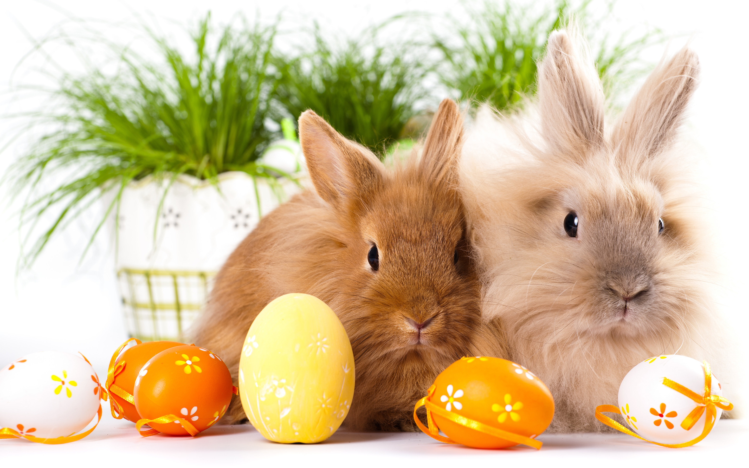 2880x1800 easter bunnies free hd wallpaper background