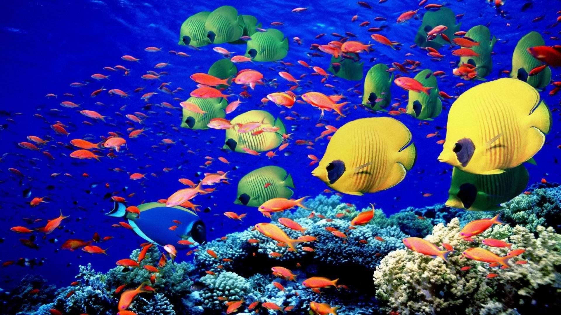 1920x1080 underwater swim coral reef colors bright sea life wallpaper background  