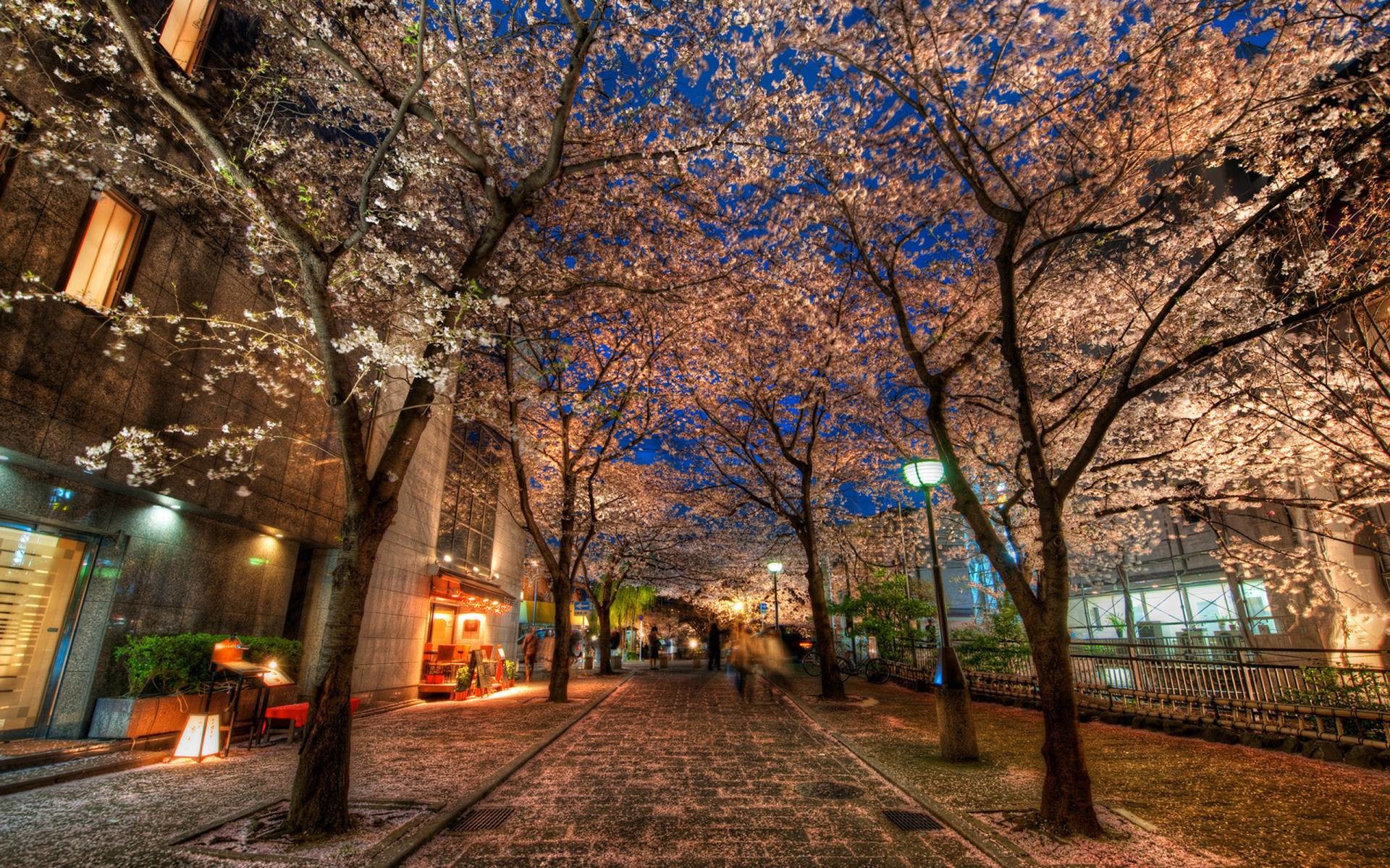 1920x1200 A Silent Evening in Kyoto Under the Cherry Blossoms widescreen .