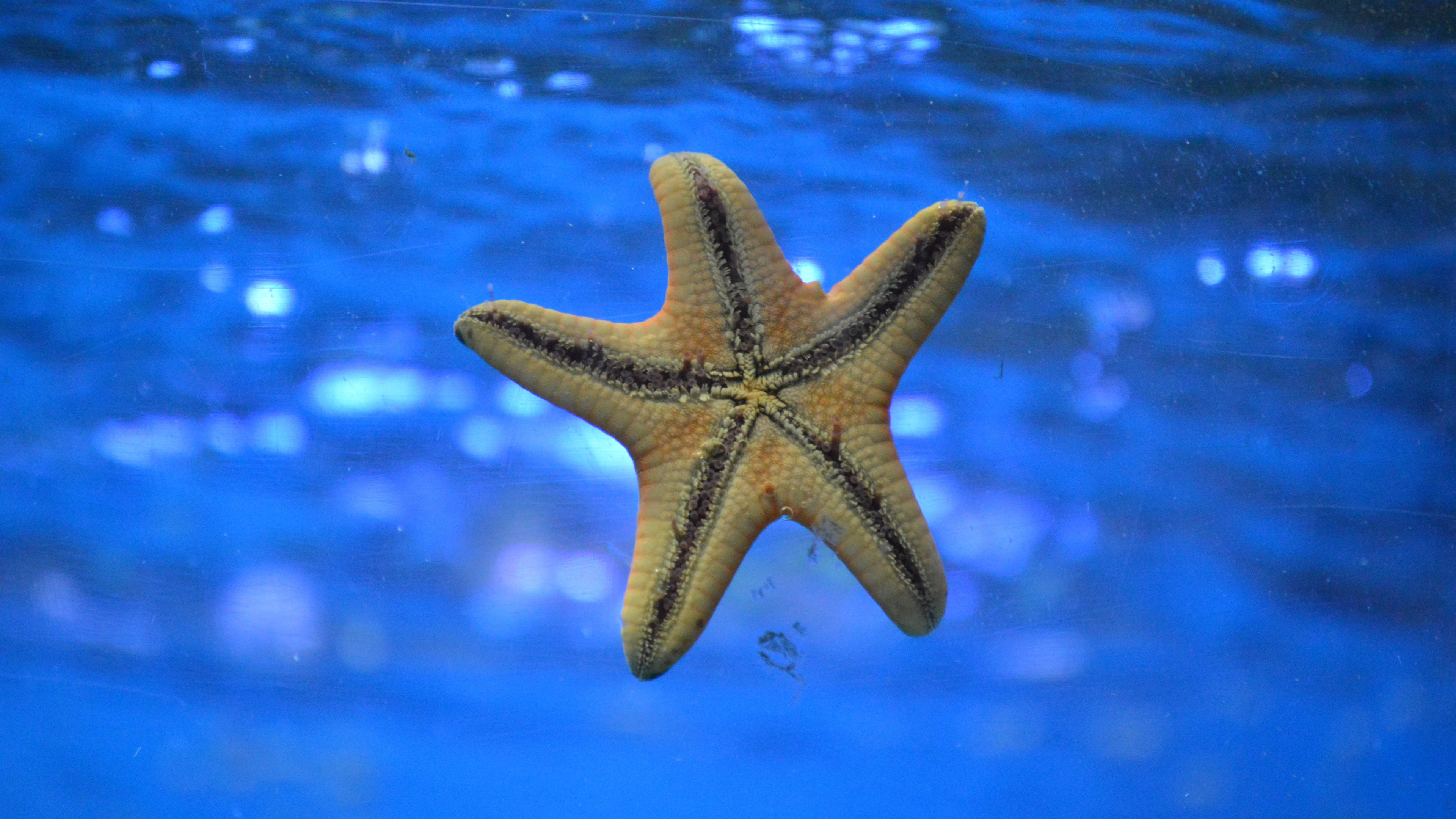 3840x2160  Wallpaper starfish, underwater, swim
