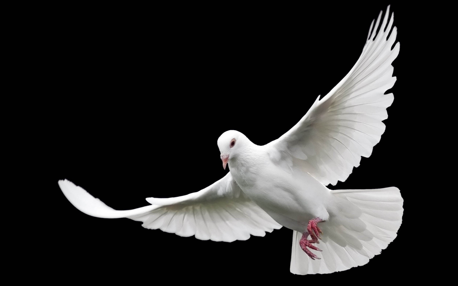 1920x1200 White dove of peace wallpaper