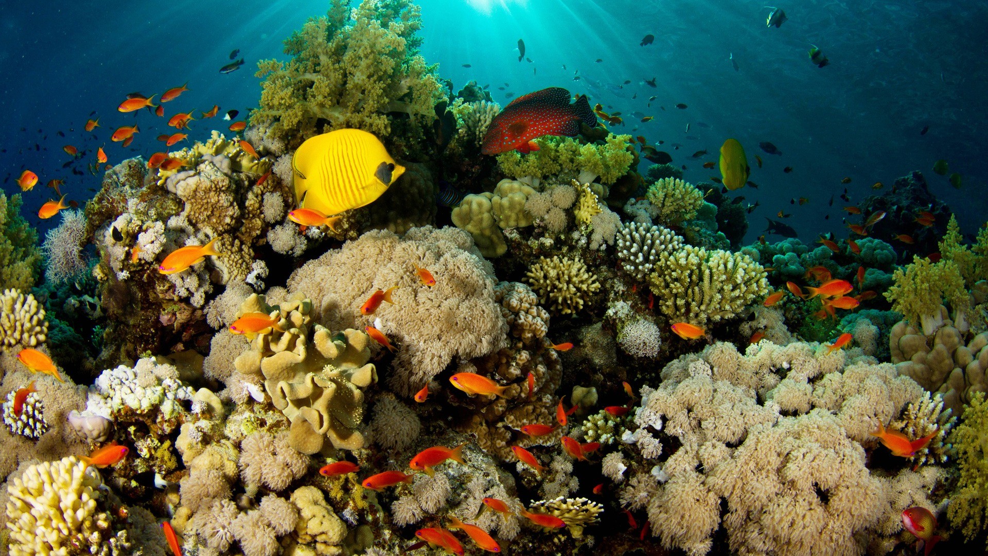 1920x1080 Most Beautiful Coral Reef Nature Desktop Wallpapers