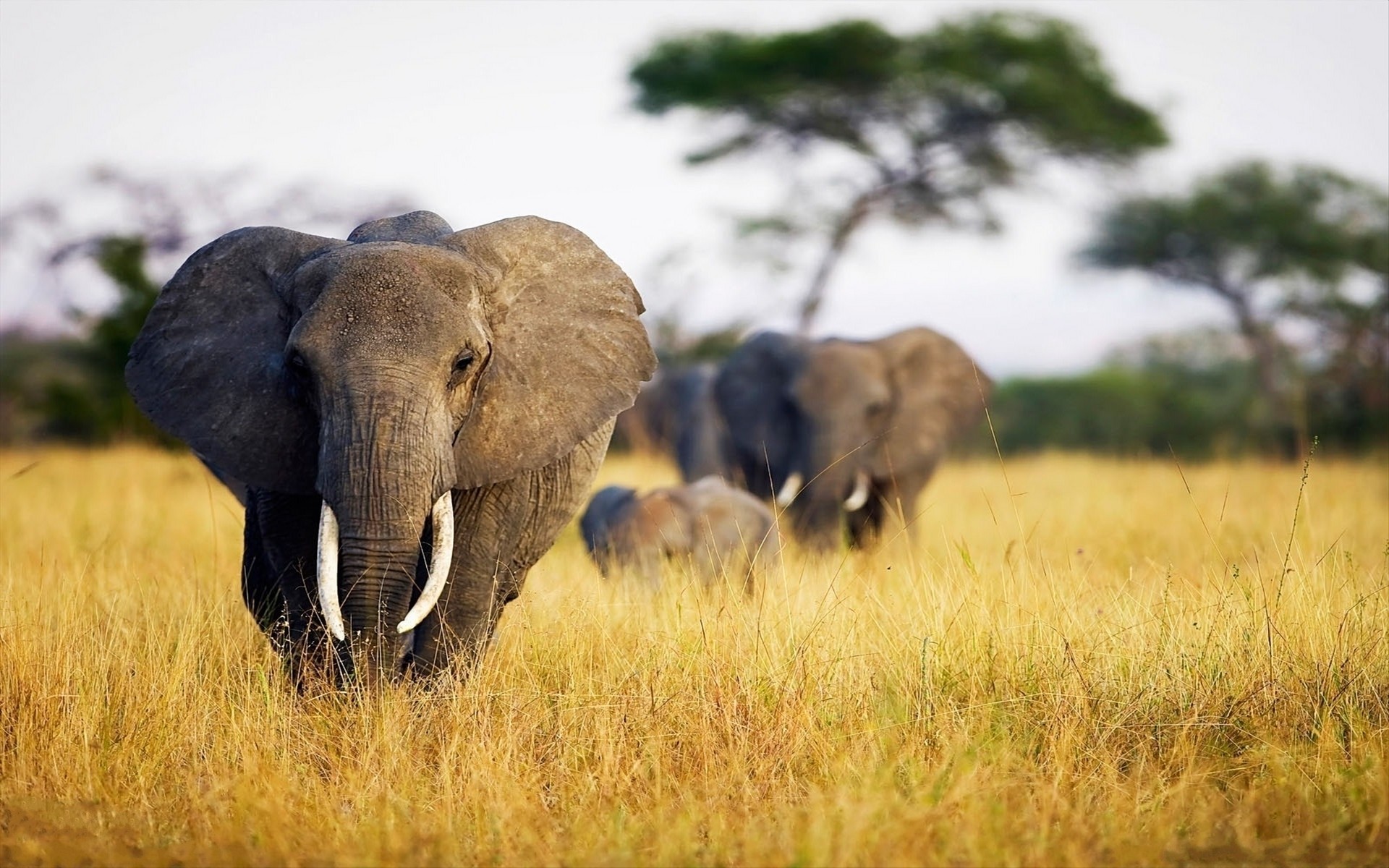 African Elephant Wallpaper 68 Images 