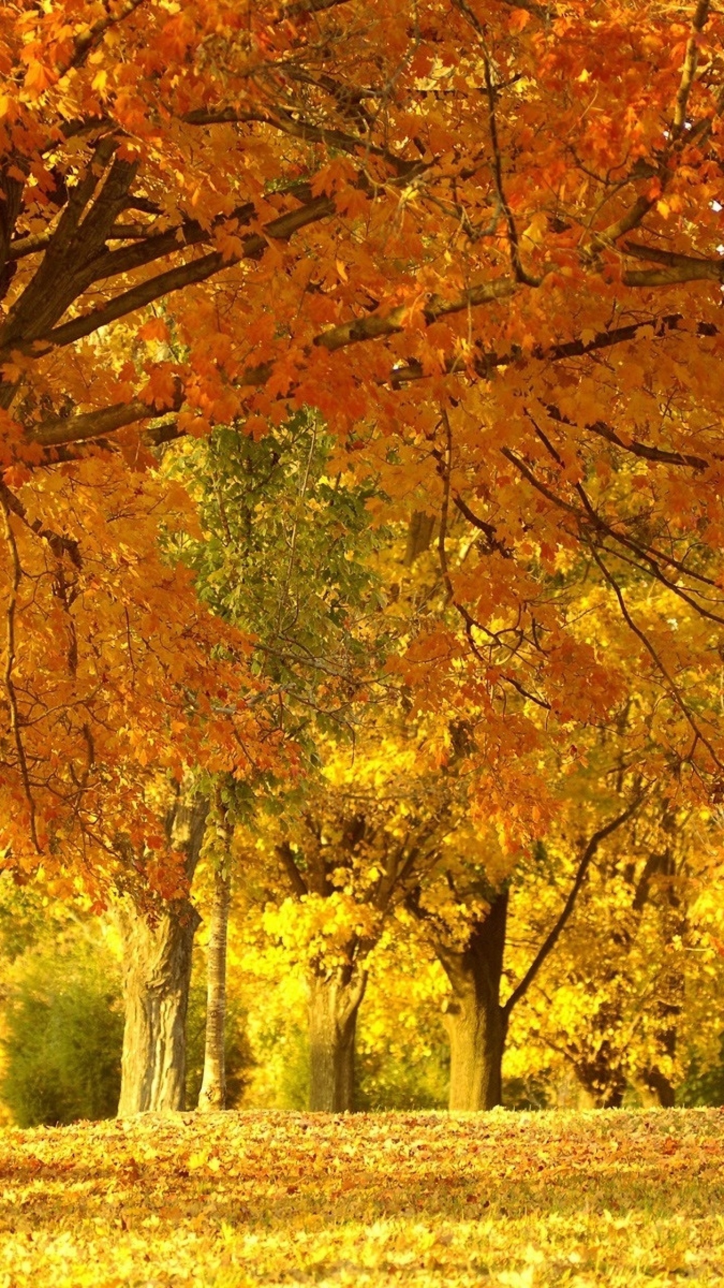 1440x2560  Wallpaper fall, trees, leaves, foliage