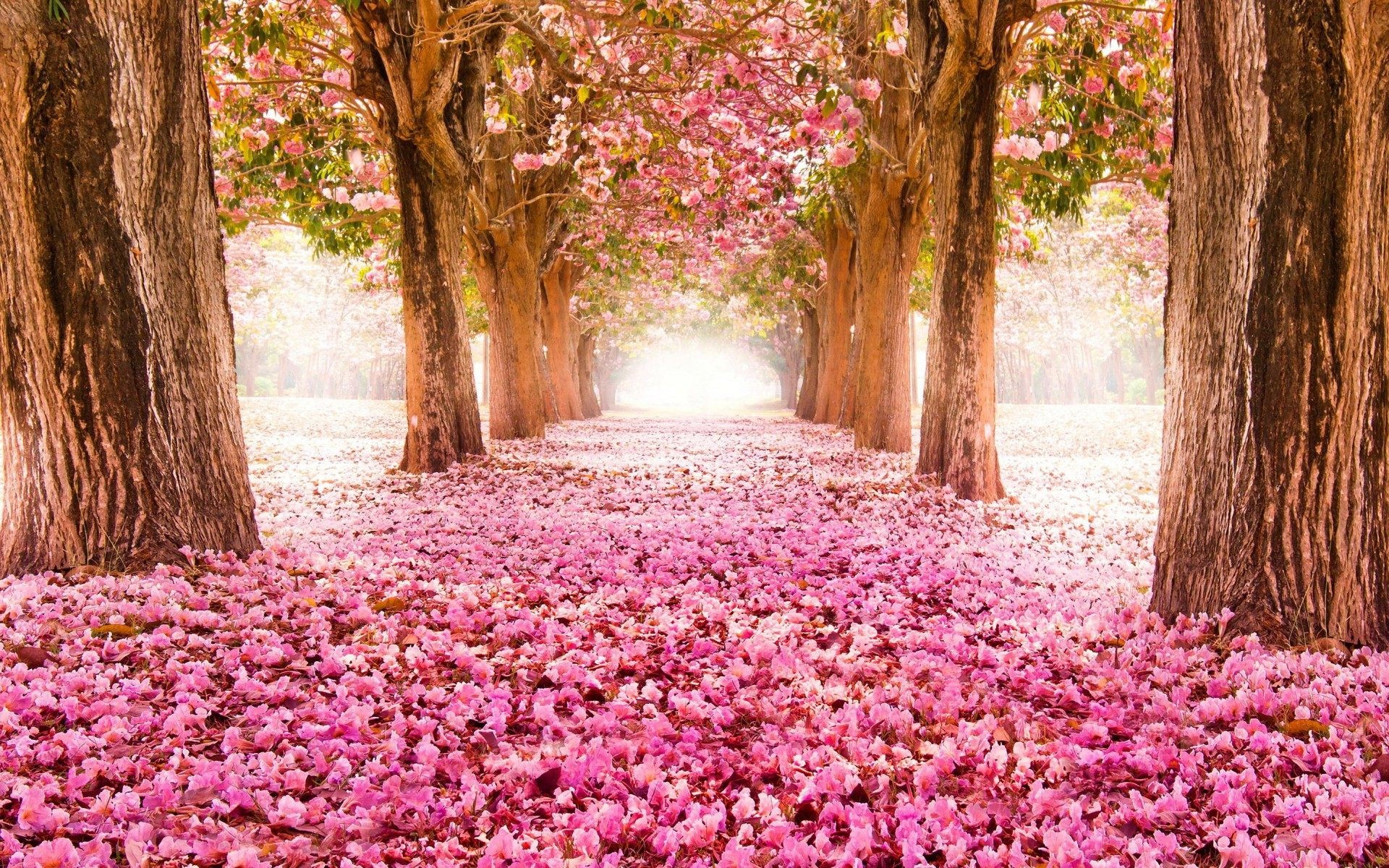 1920x1200 Pink blossom flowers Spring tree hd wallpaper