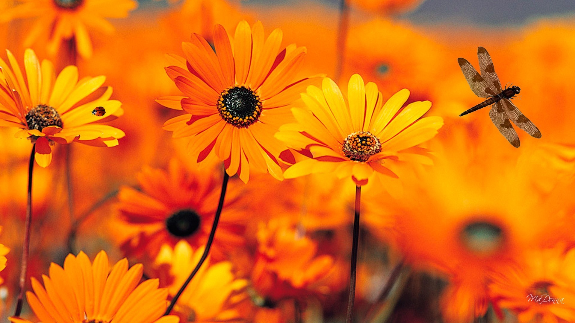 1920x1080 Gerbera Tag - Bright Lady Fall Daisy Summer Bug Floral Orange Dragonfly  Gerbera Gold Flowers Autumn