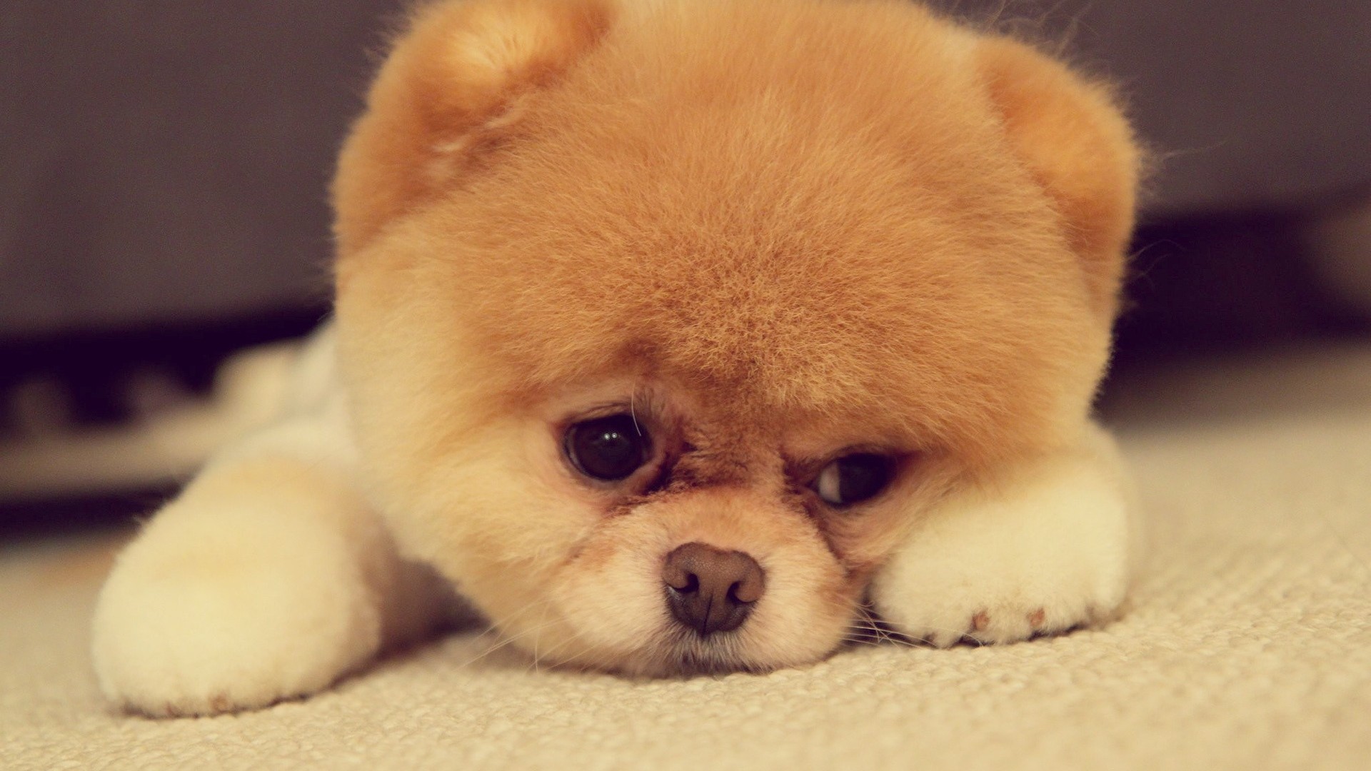 1920x1080 Preview wallpaper pomeranian, dog, breed, face, nose, eyes, ears,