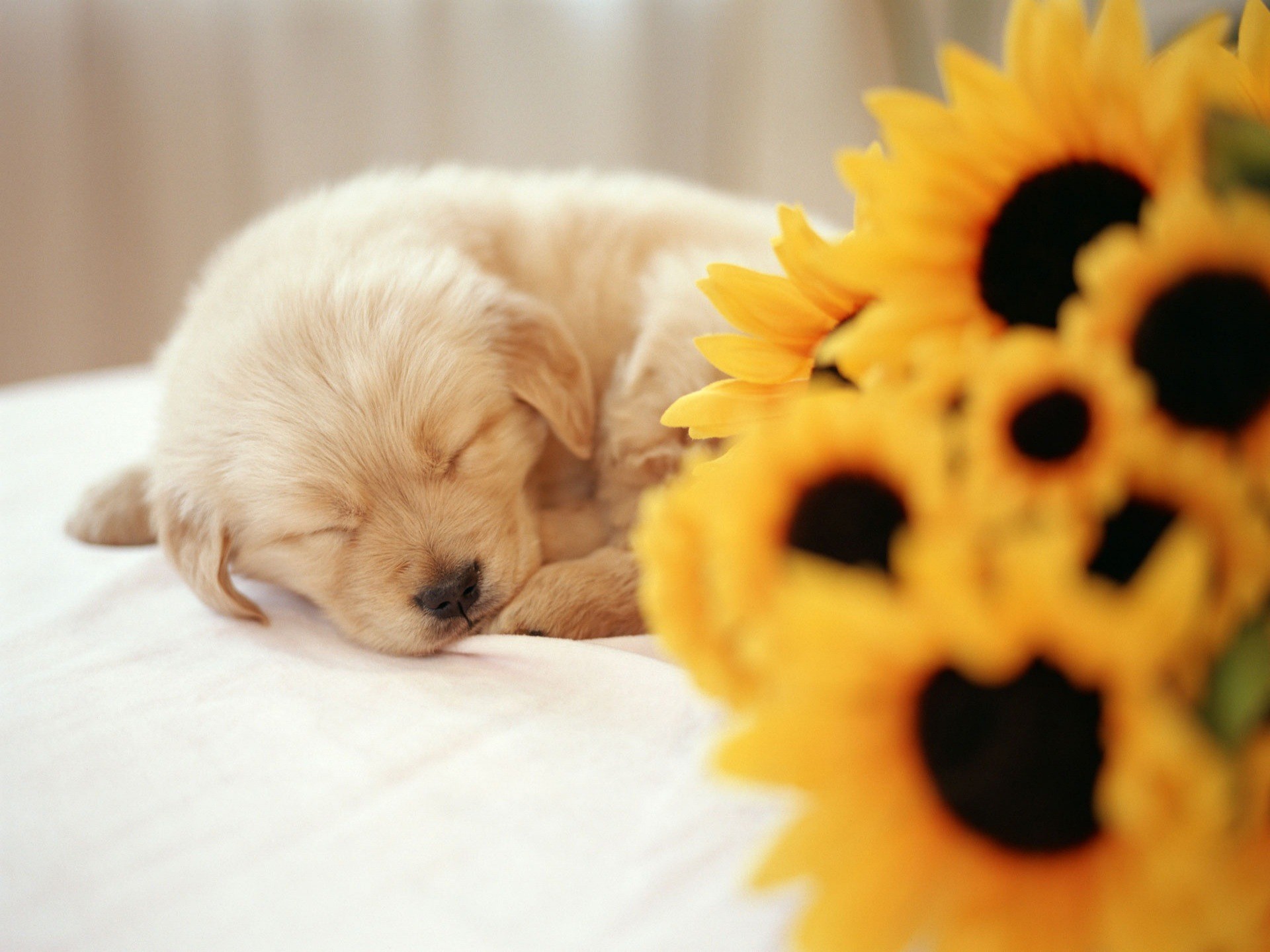 1920x1440 Sleeping Puppy Wallpaper Dogs Animals Wallpapers