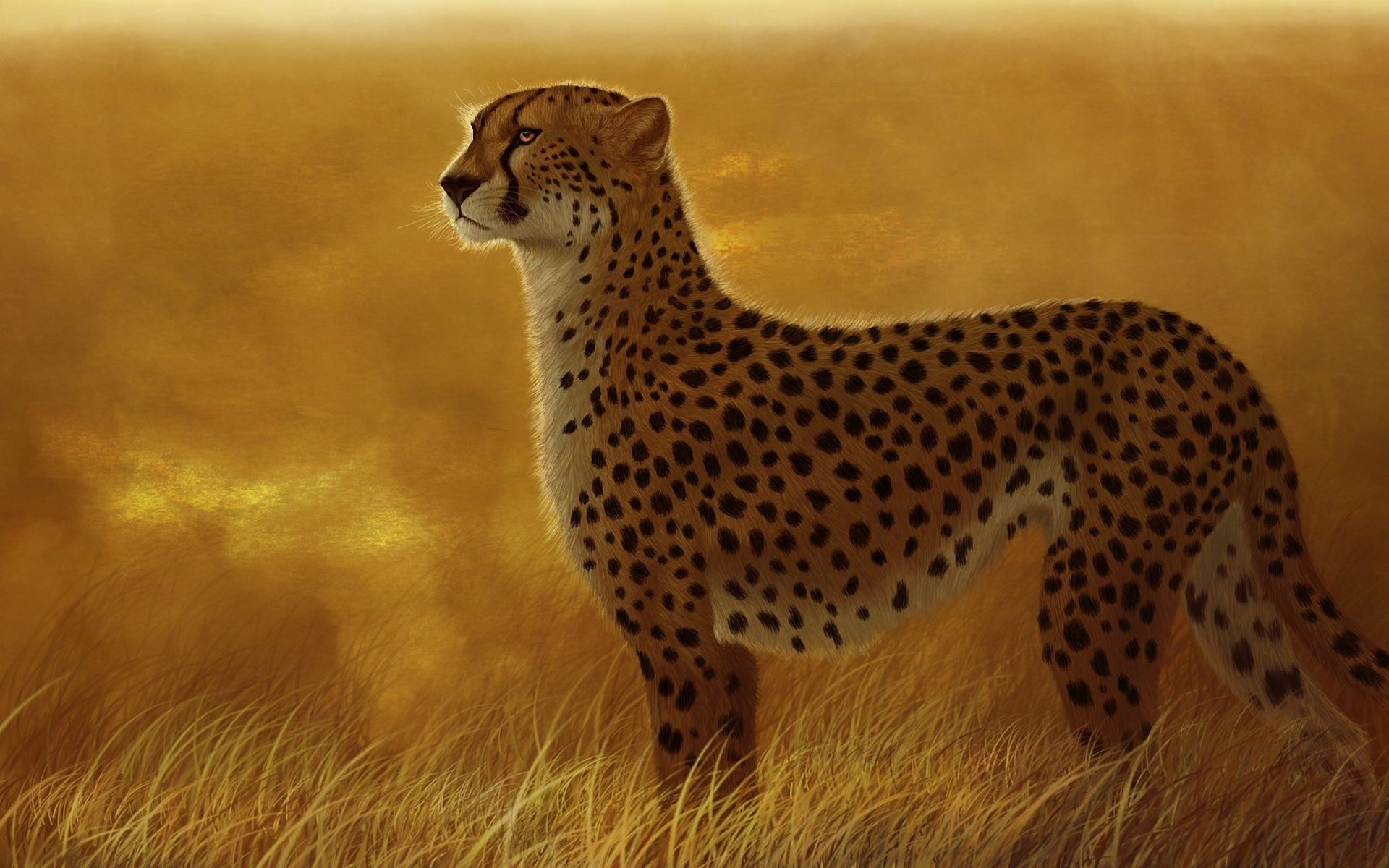 1920x1200 Cheetah Wallpapers New – download for free