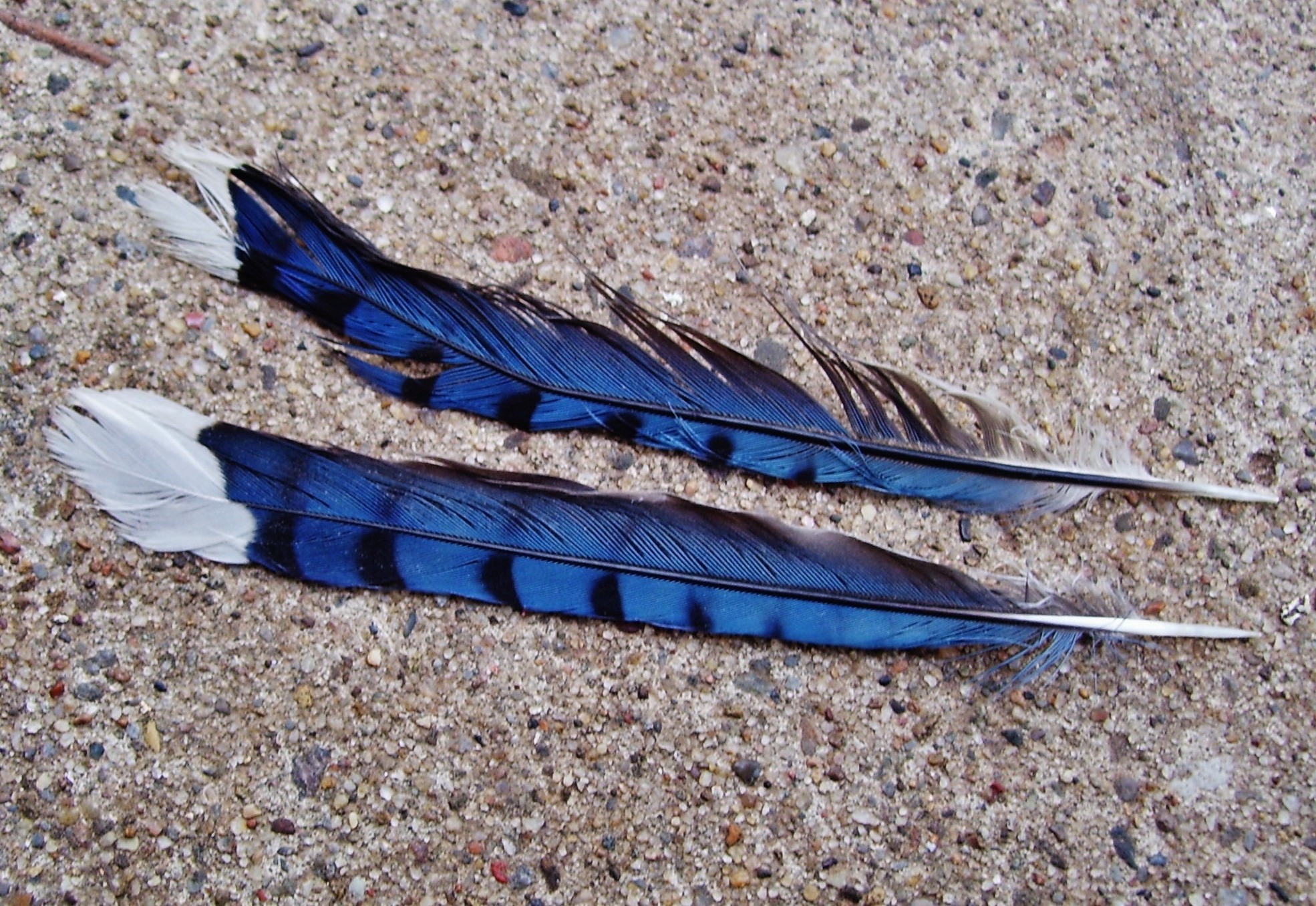 1970x1356 2 blue and black feathers