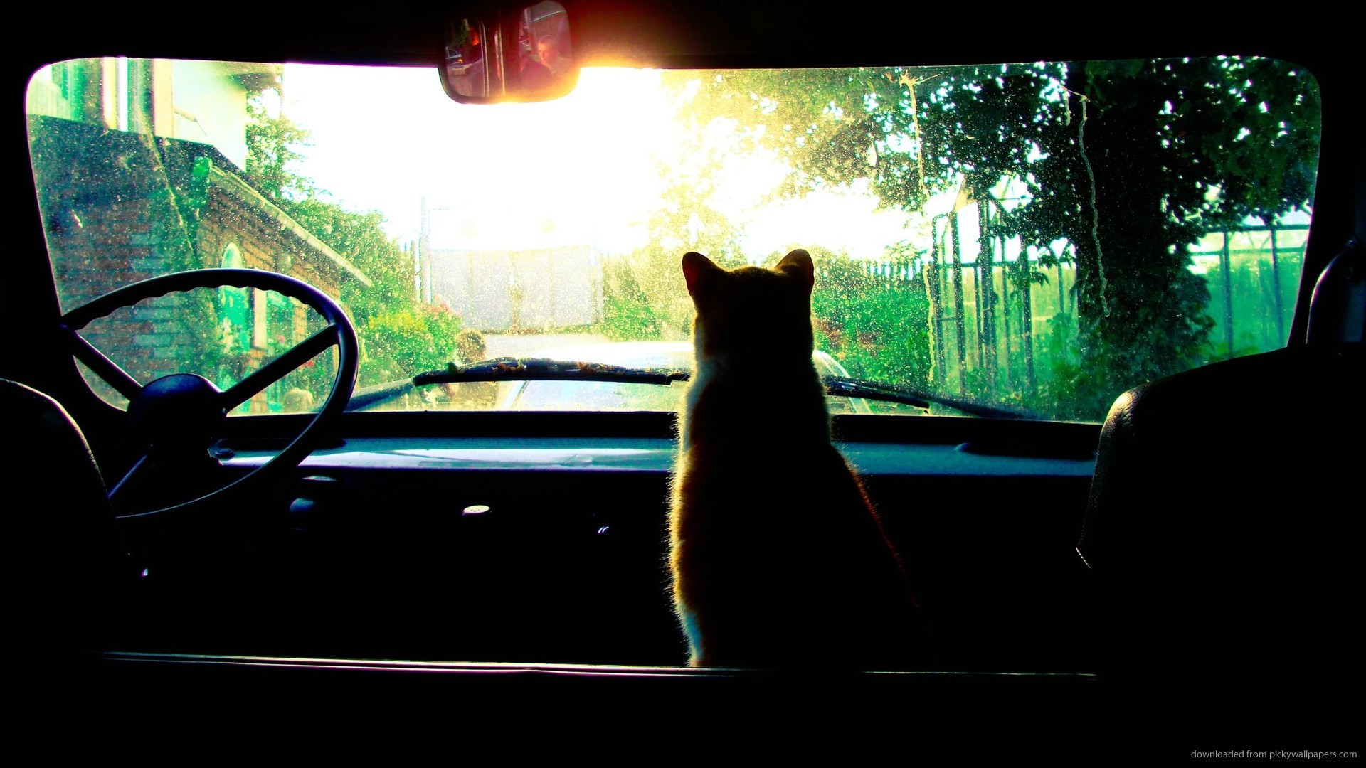 1920x1080 Cat in an old car picture