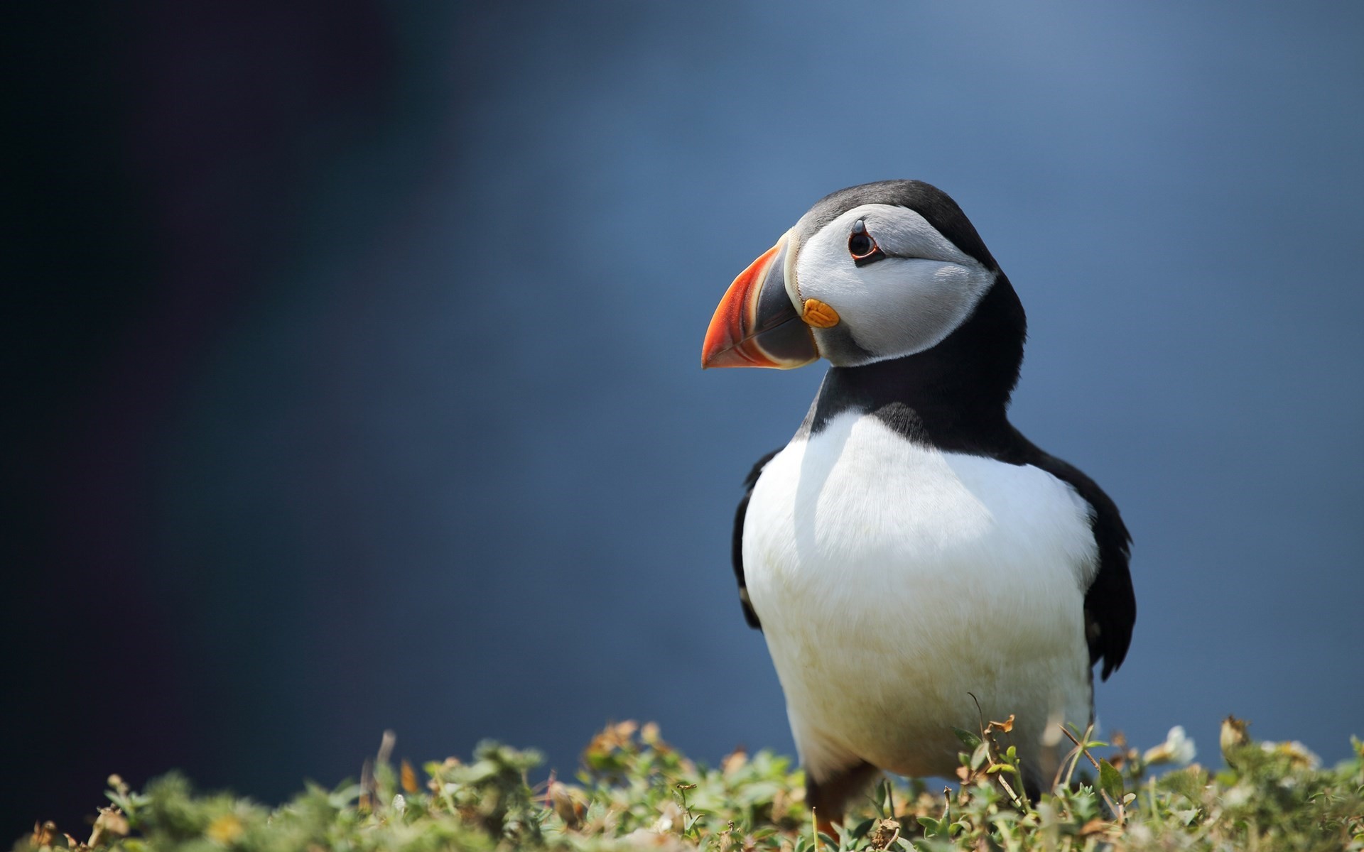 1920x1200 Awesome Puffin Wallpaper
