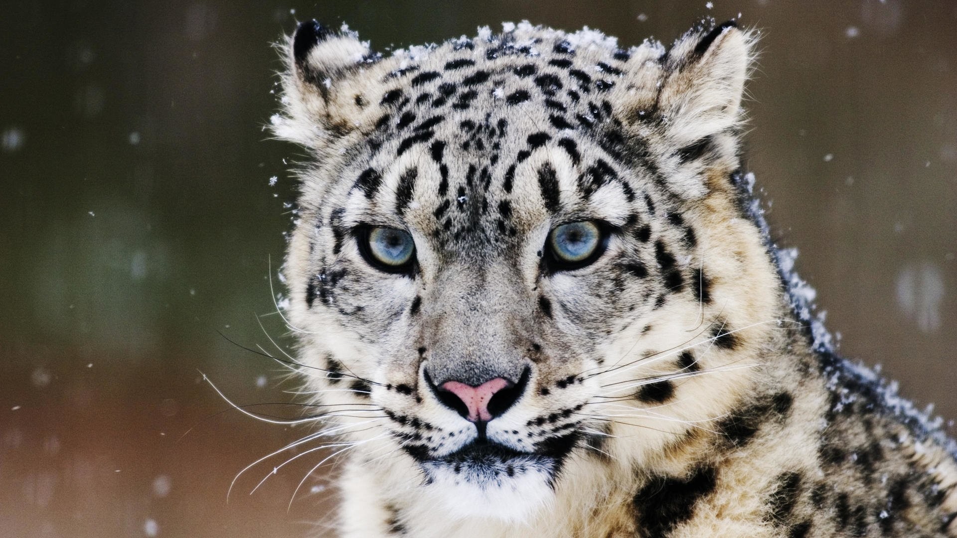 1920x1080 Animal - Snow Leopard Wallpaper