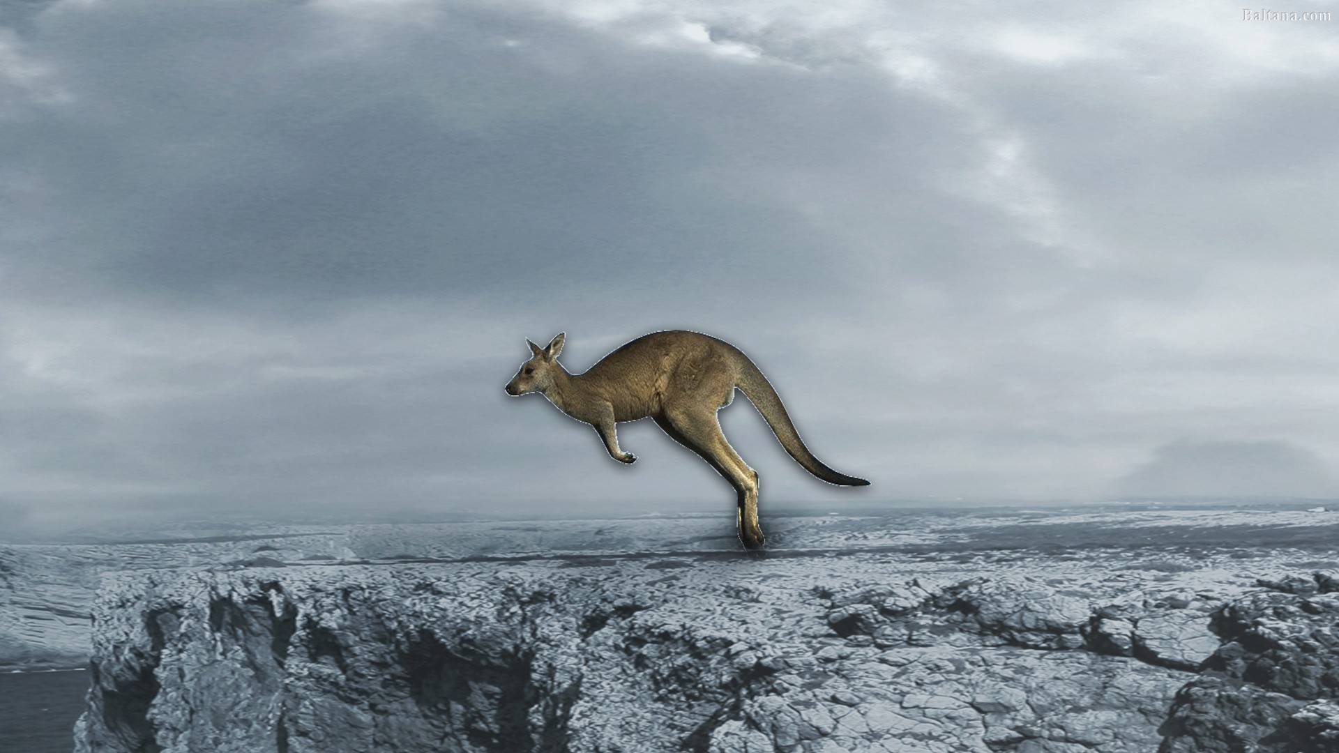 1920x1080 Kangaroo Background Wallpaper 30616