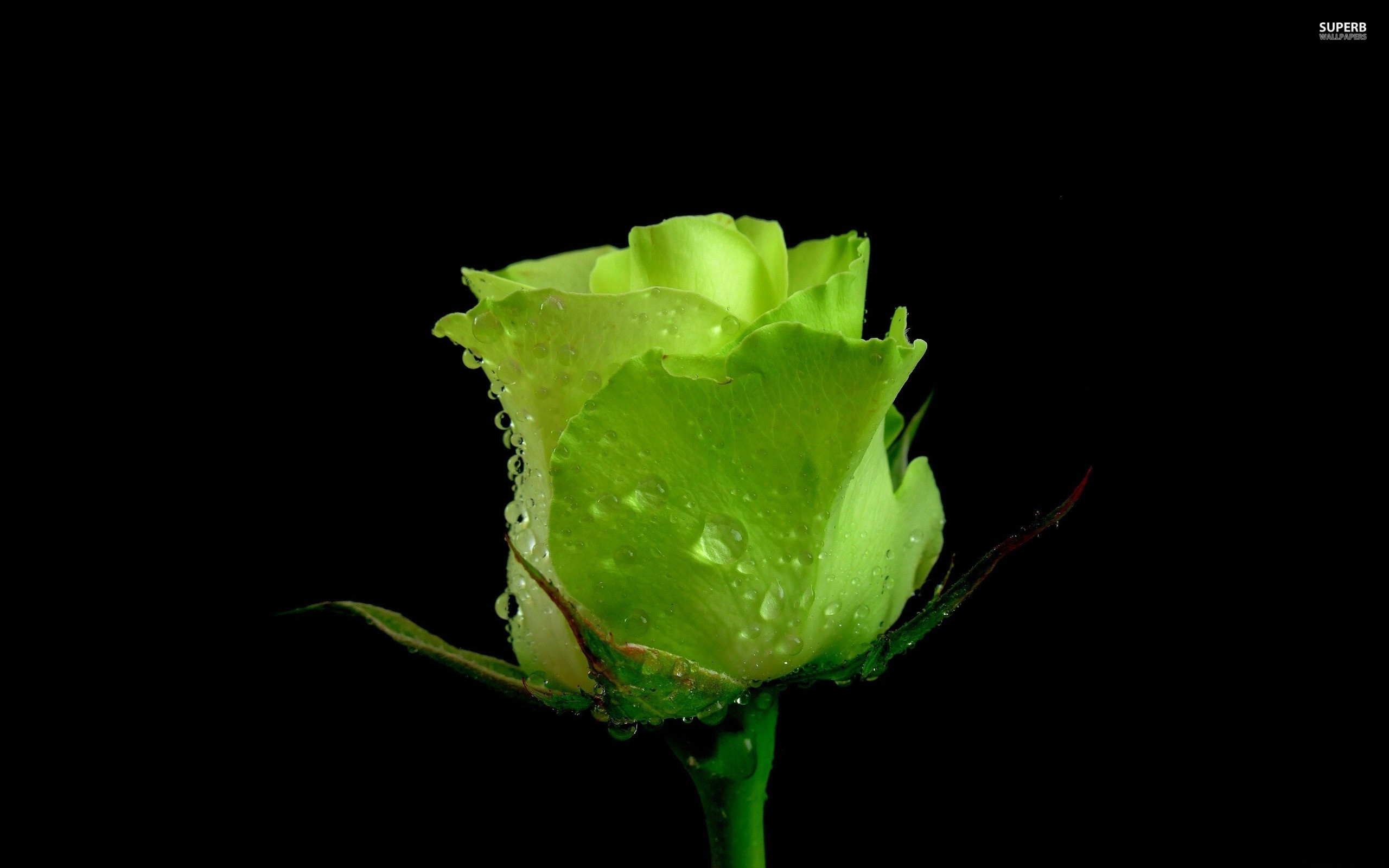 2560x1600 Green rose HD Wallpaper