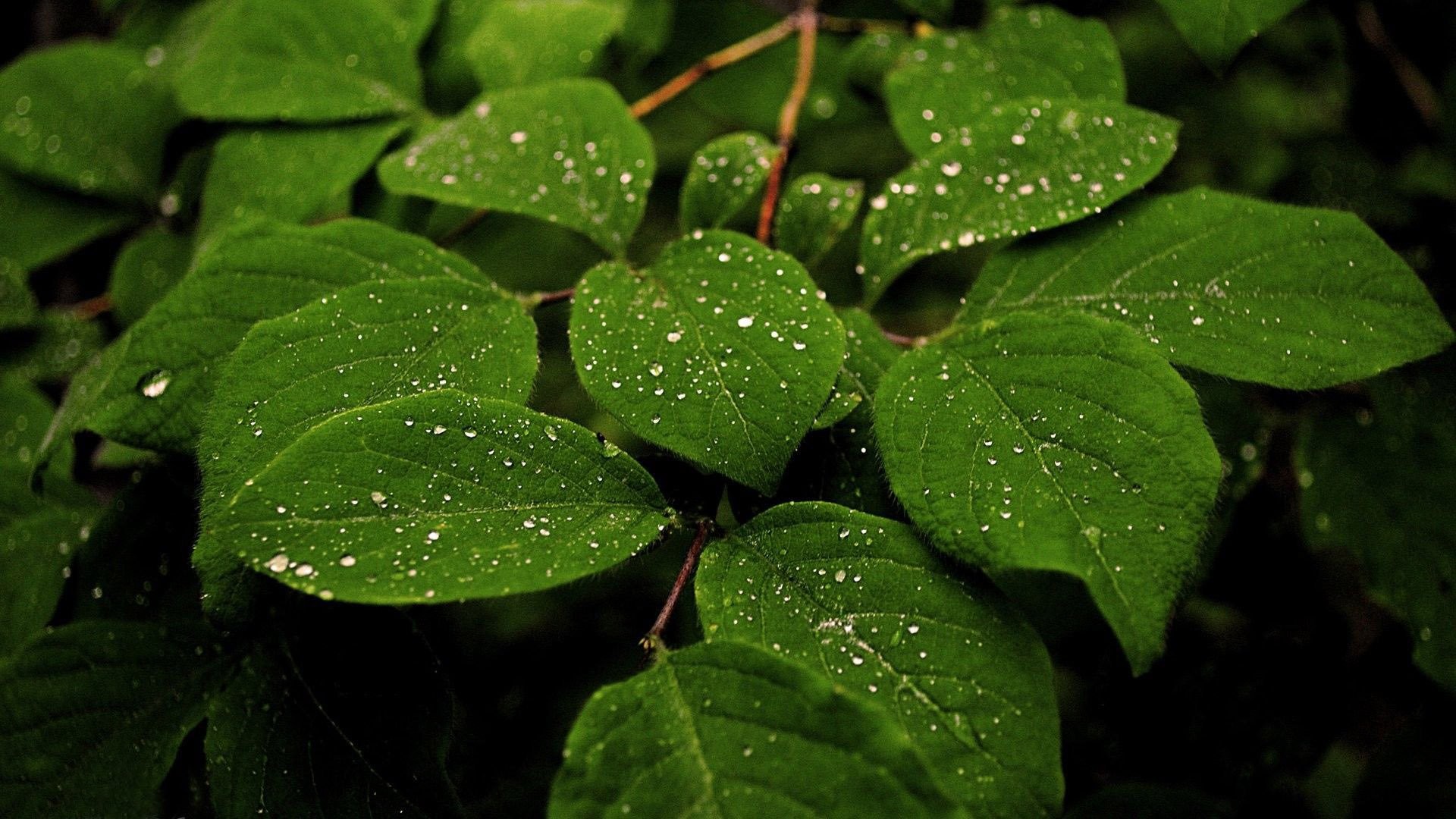 1920x1080 Raindrop on Leaf HD Wide Wallpaper for Widescreen (37 Wallpapers)