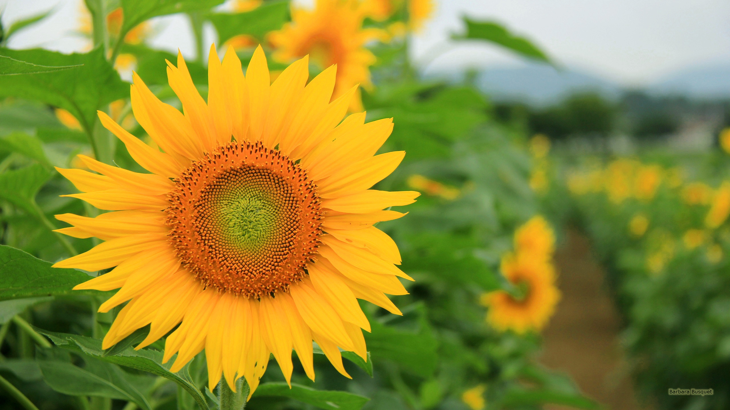 2560x1440 HD wallpaper with sunflower in a sunflower field.