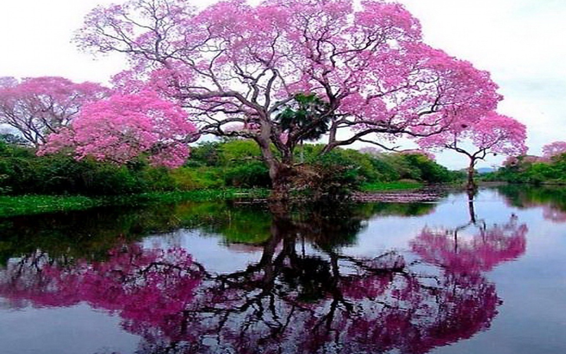 1920x1200 Flowering tree by the lake