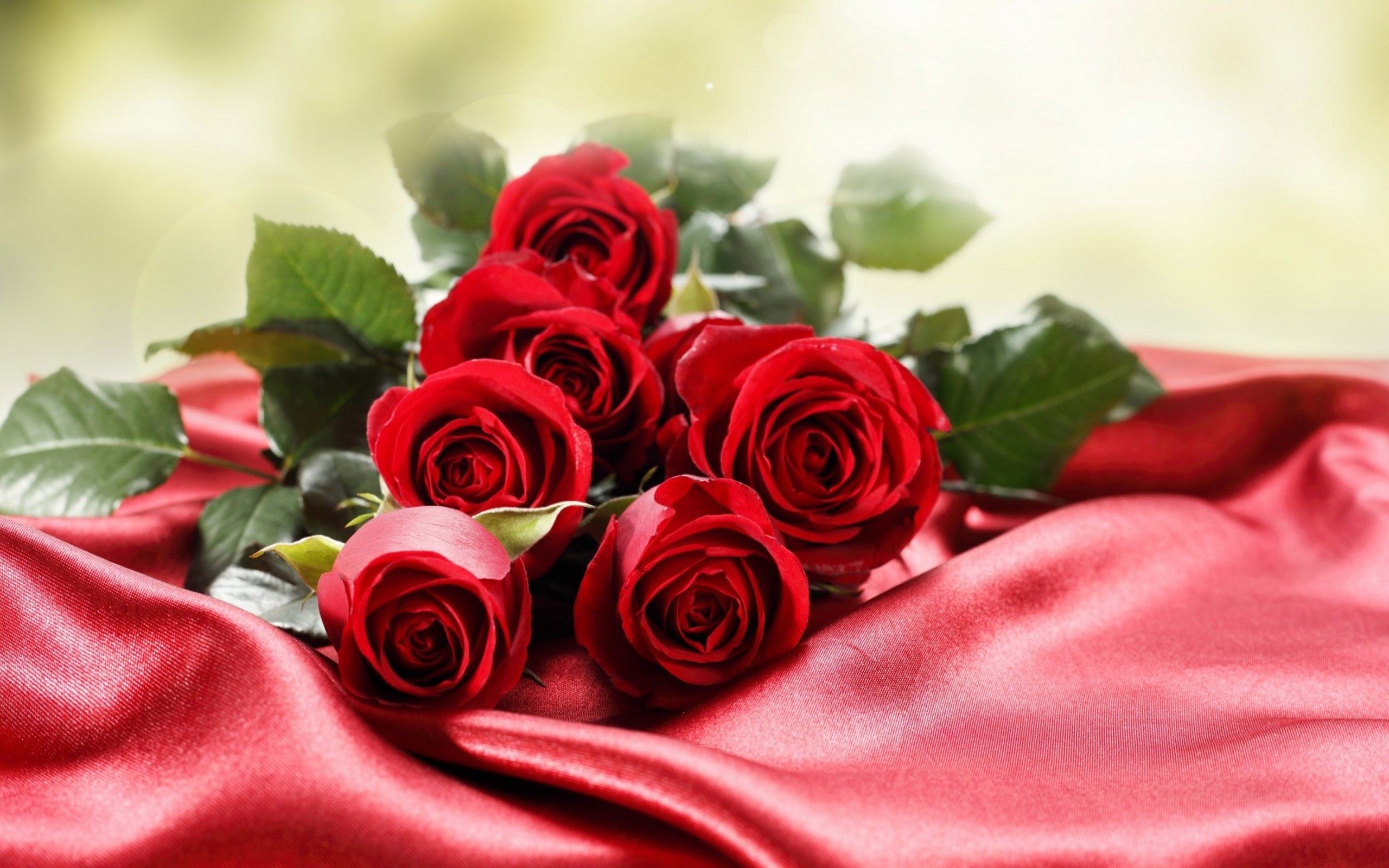 2560x1600 beautiful roses wallpapers photos pics images pictures (12)