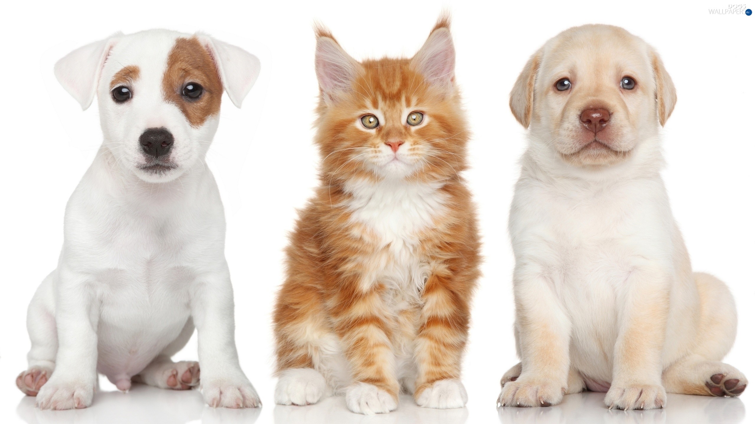 2560x1440 Maine Coon, cat, dog, Labrador Retriever, Jack Russell Terrier