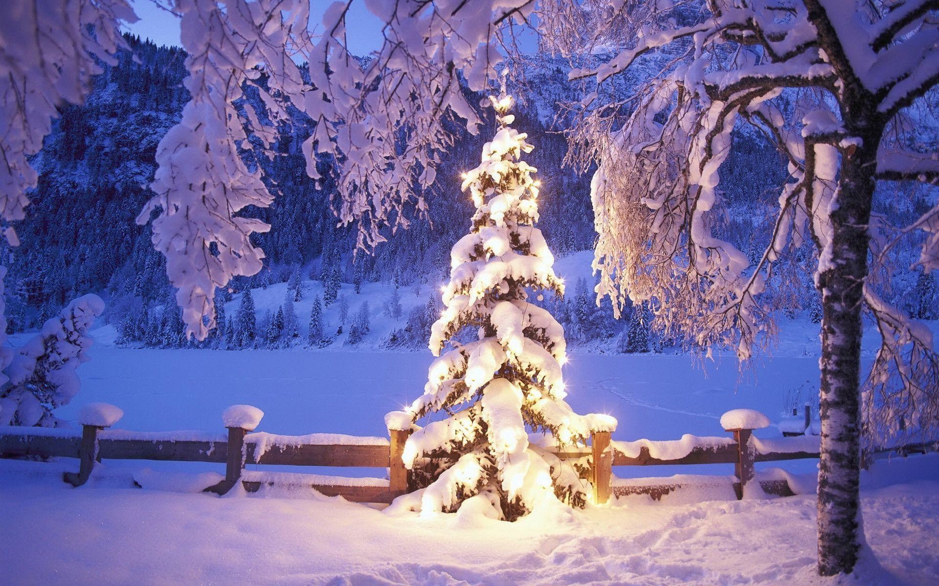 1920x1200 Snow Christmas Tree Background for desktop.
