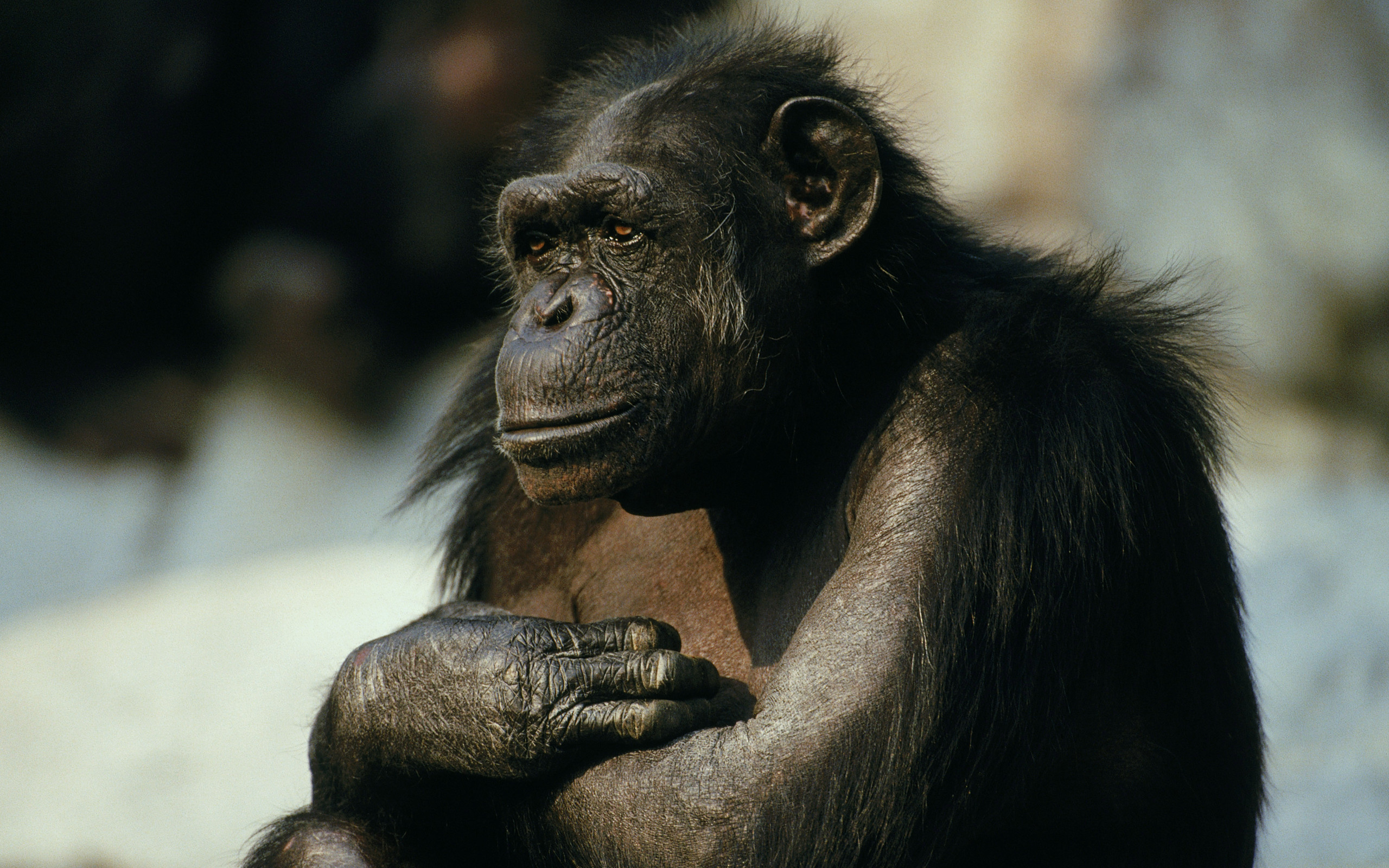 2560x1600 Animal Chimpanzee Monkeys Monkey HD Wallpaper - HD Wallpapers