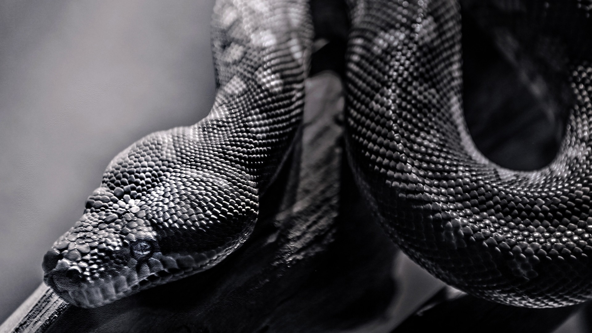 Premium Photo | Closeup of the head of a black snake on a black  backgroundgenerative ai