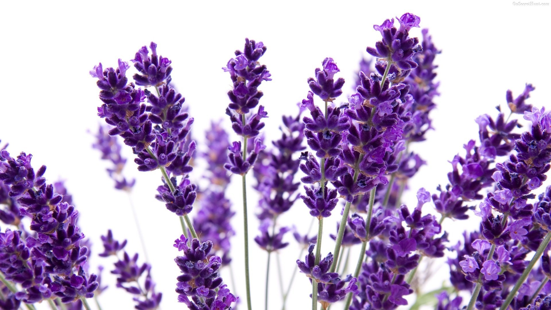 1920x1080 Lavender Flowers