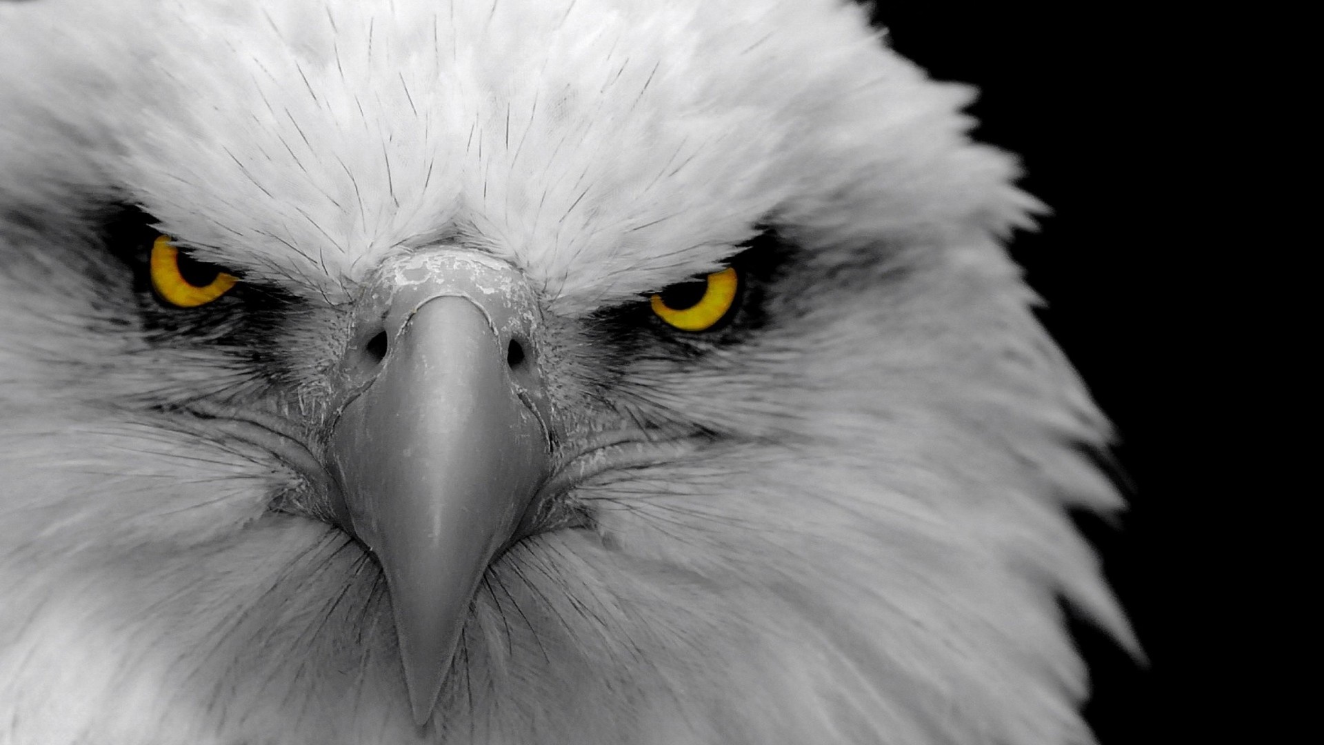1920x1080 hd eagle face wallpaper background photos download free images widescreen desktop  backgrounds high quality dual monitors colourful 1920Ã1080 Wallpaper HD