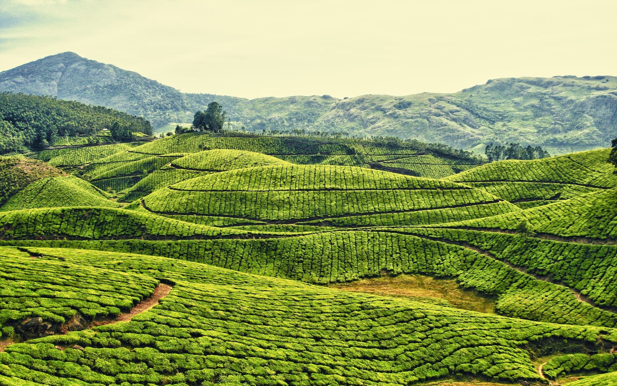 2560x1600 Daily Wallpaper: Tea Plantation in Kerala, India | I Like To Waste My Time