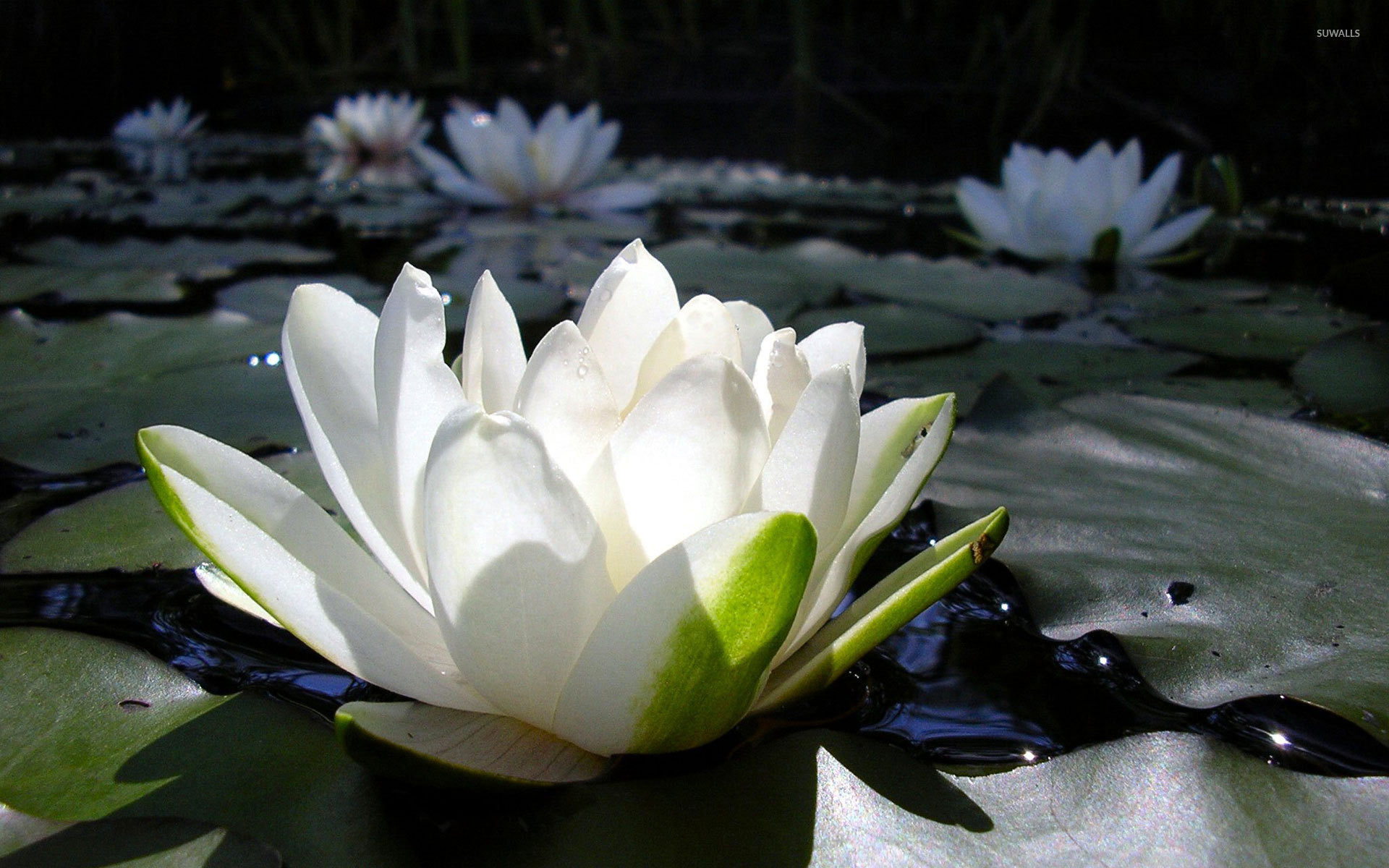 1920x1200 Water Lily [2] wallpaper