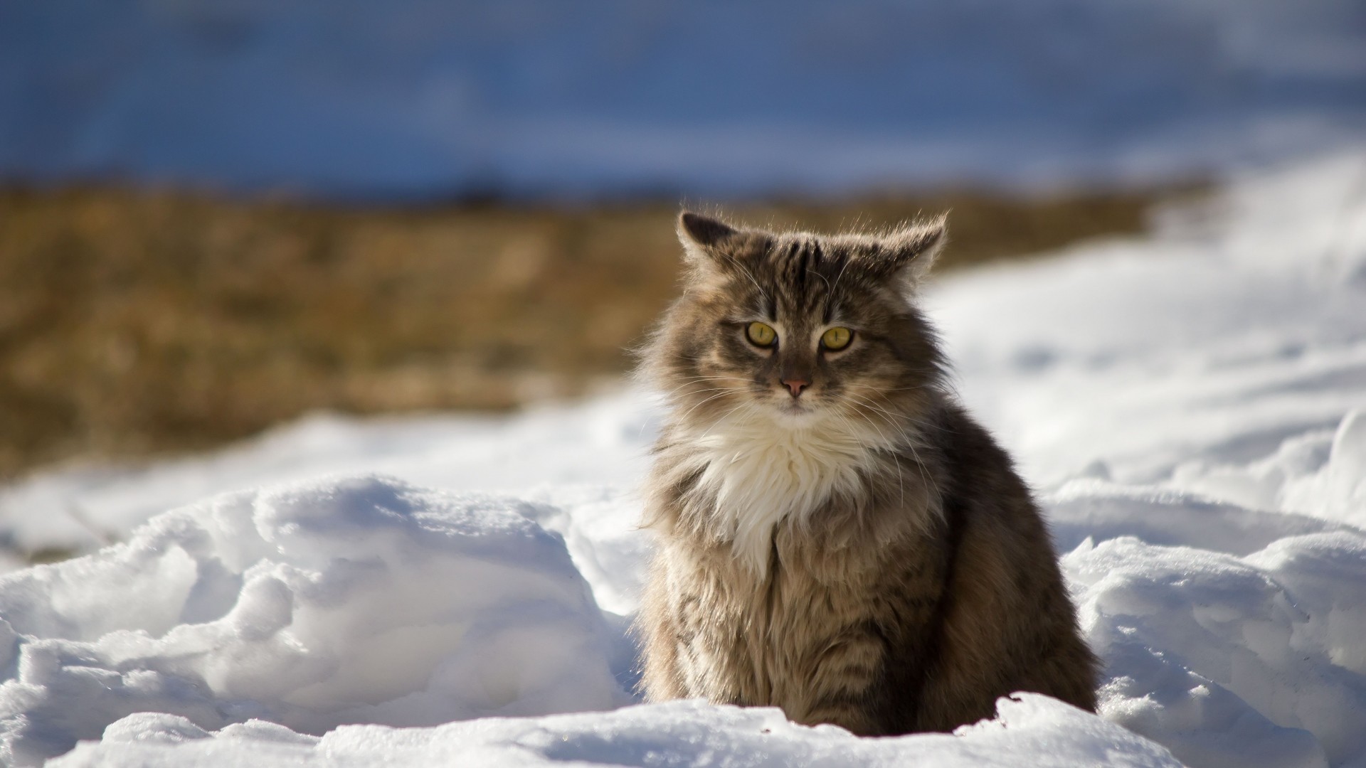 1920x1080 ... Background Full HD 1080p.  Wallpaper cat, winter, fluffy, snow
